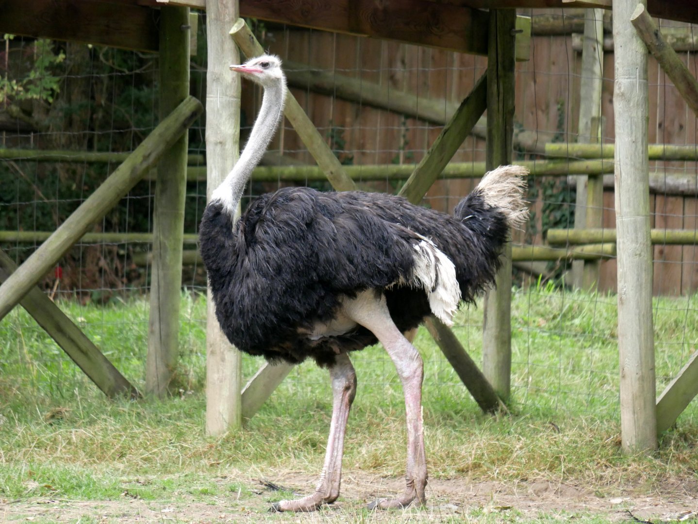 Natural Parc - common ostrich (Struthio camelus)