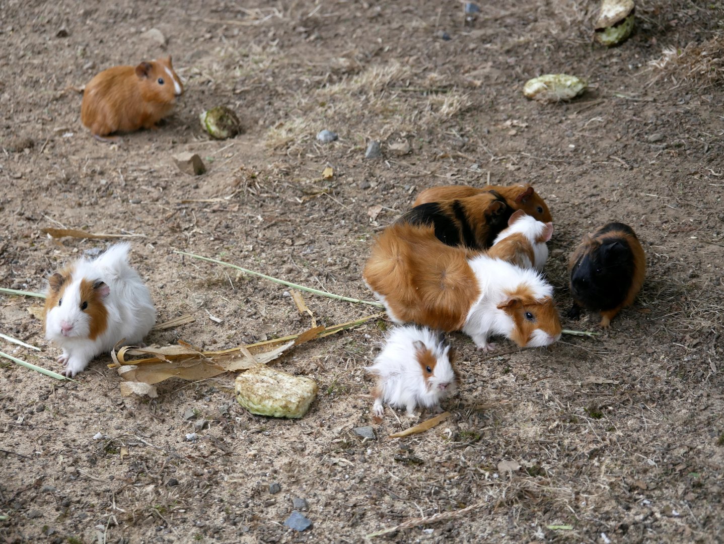 Natural Parc - domestic guinea pig (Cavia porcellus)