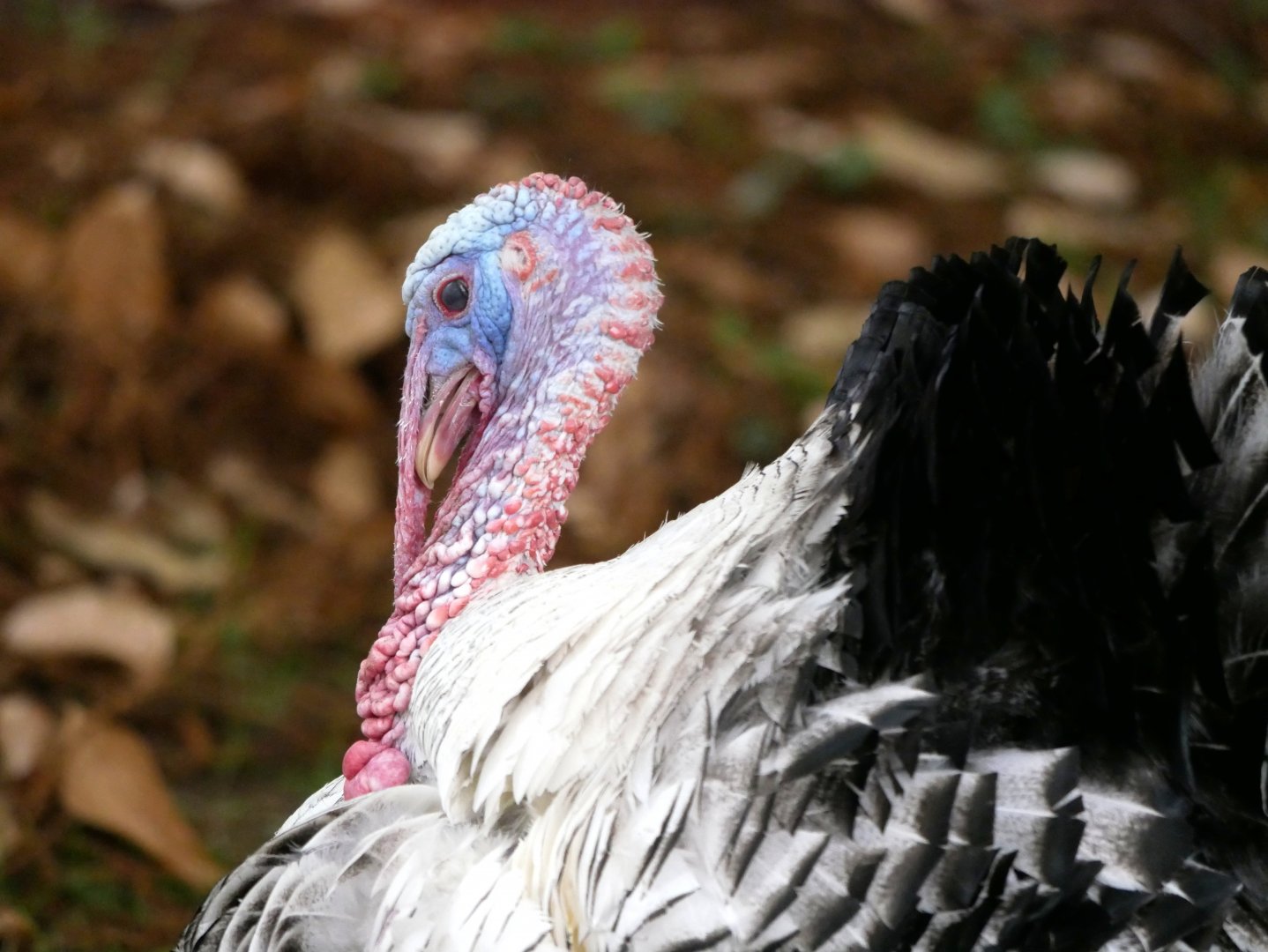 Natural Parc - domestic turkey (Meleagris gallopavo domesticus)