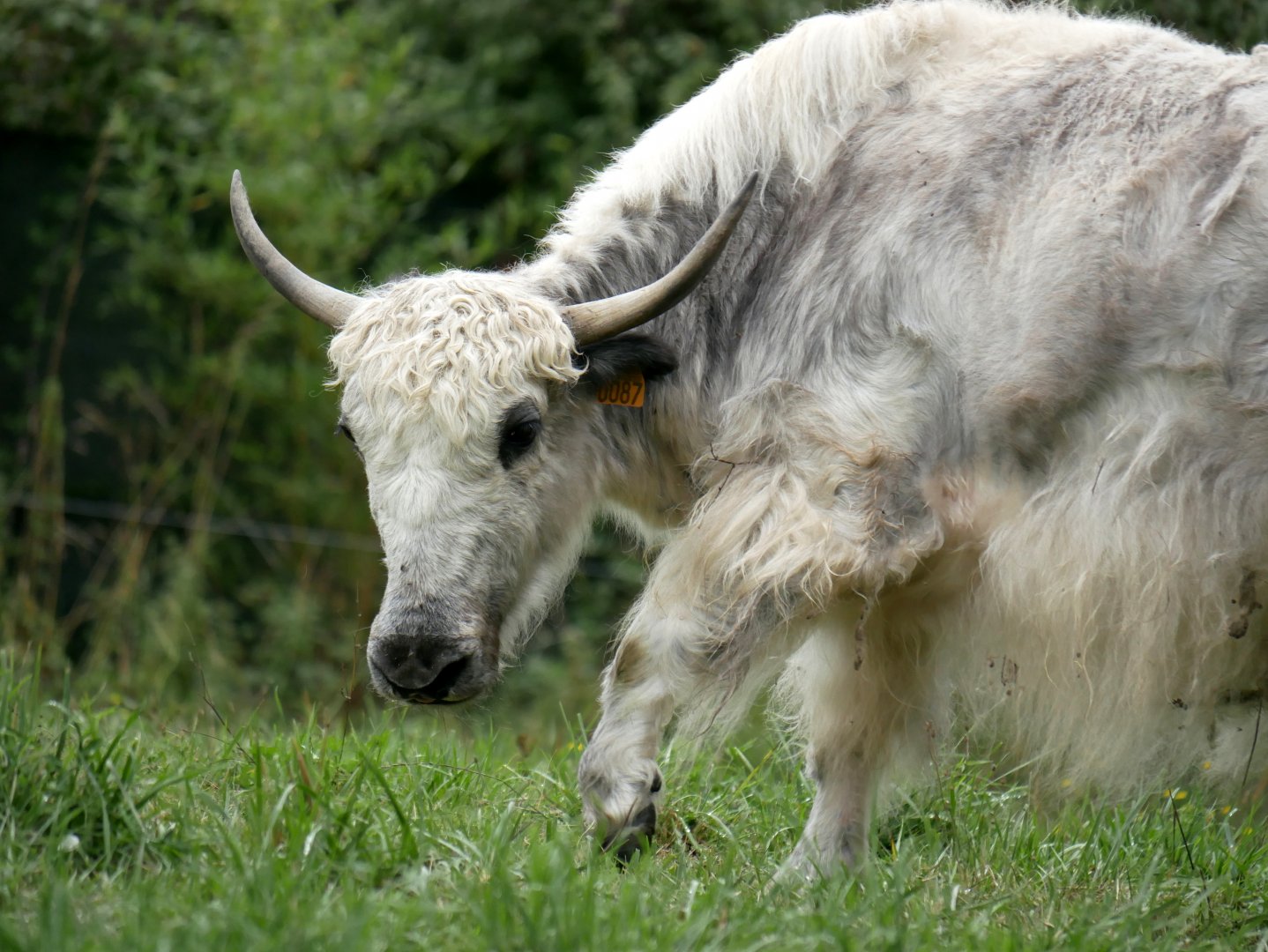 Natural Parc - domestic yak (Bos grunniens)
