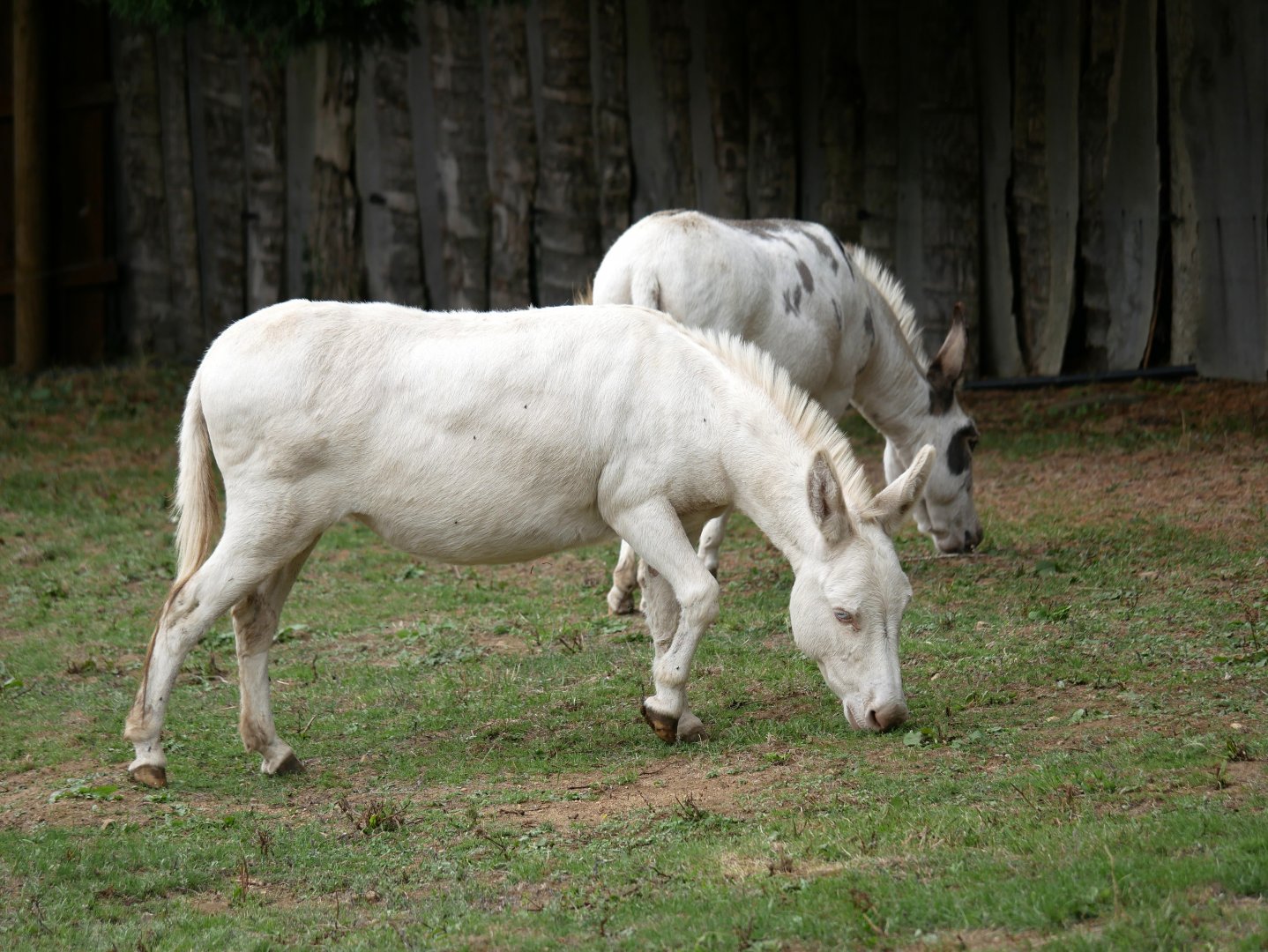 Natural Parc - dwarf donkey (Equus asinus)