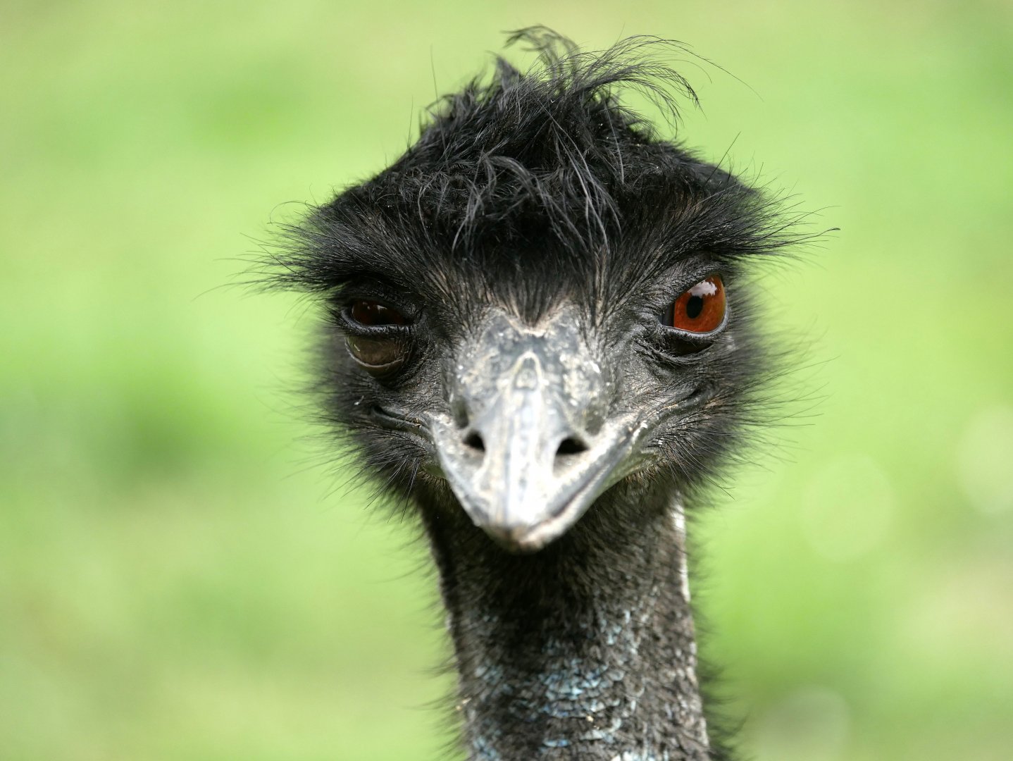 Natural Parc - emu (Dromaius novaehollandiae)