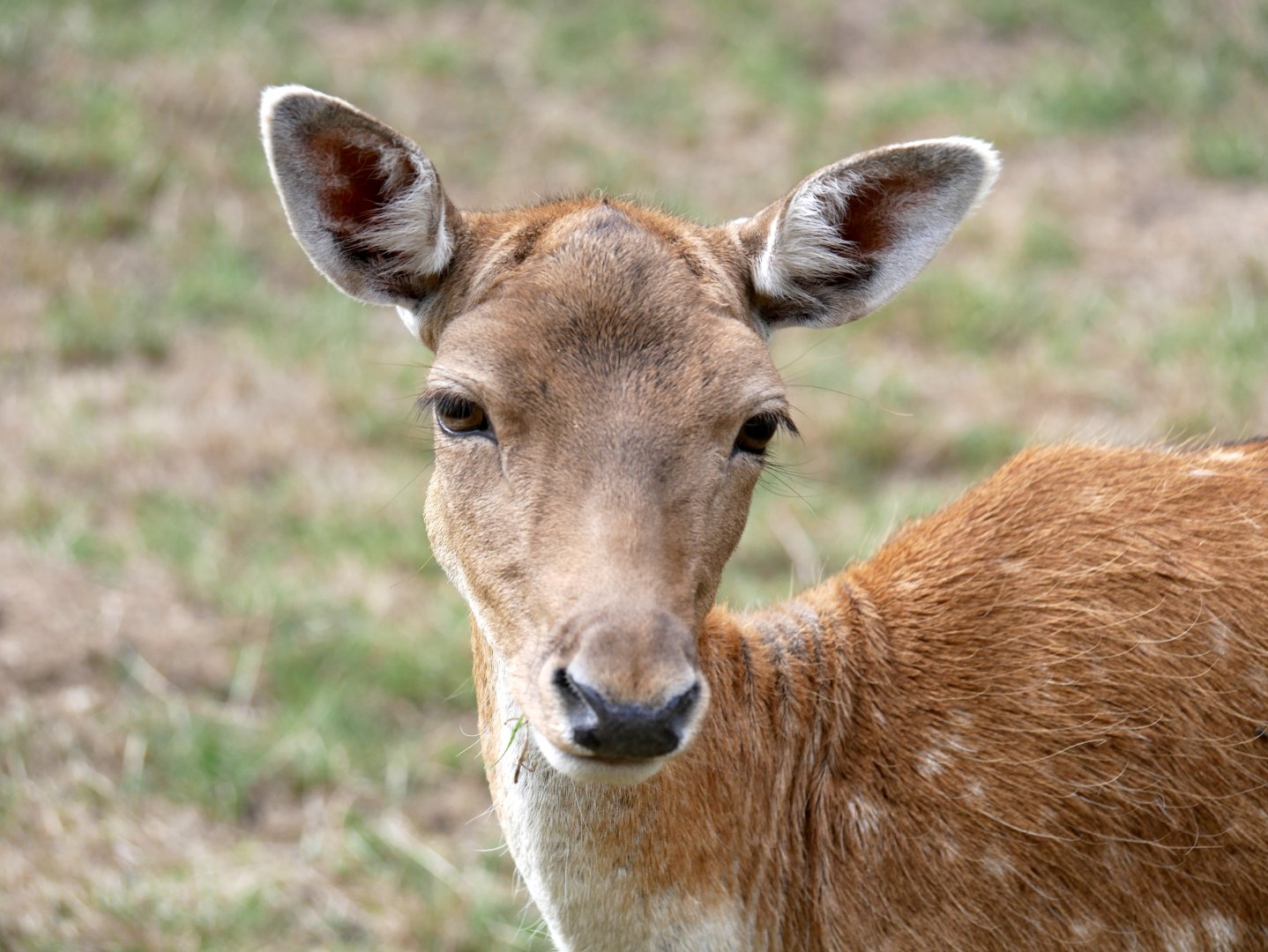 Natural Parc - European fallow deer (Dama dama)