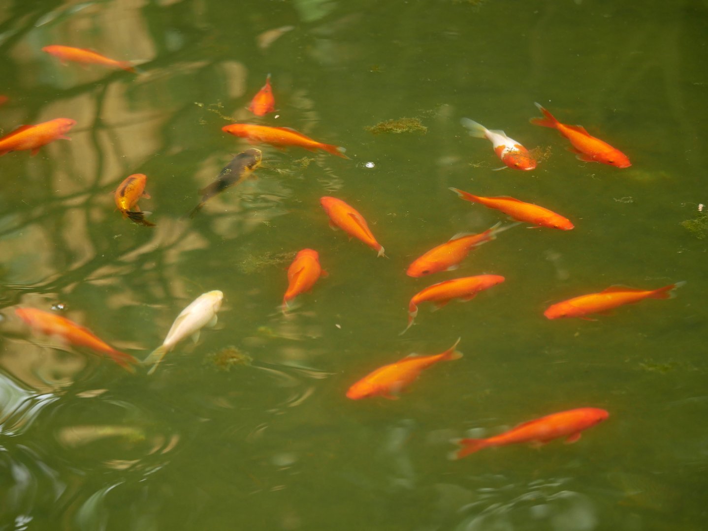 Natural Parc - goldfish (Carassius auratus)