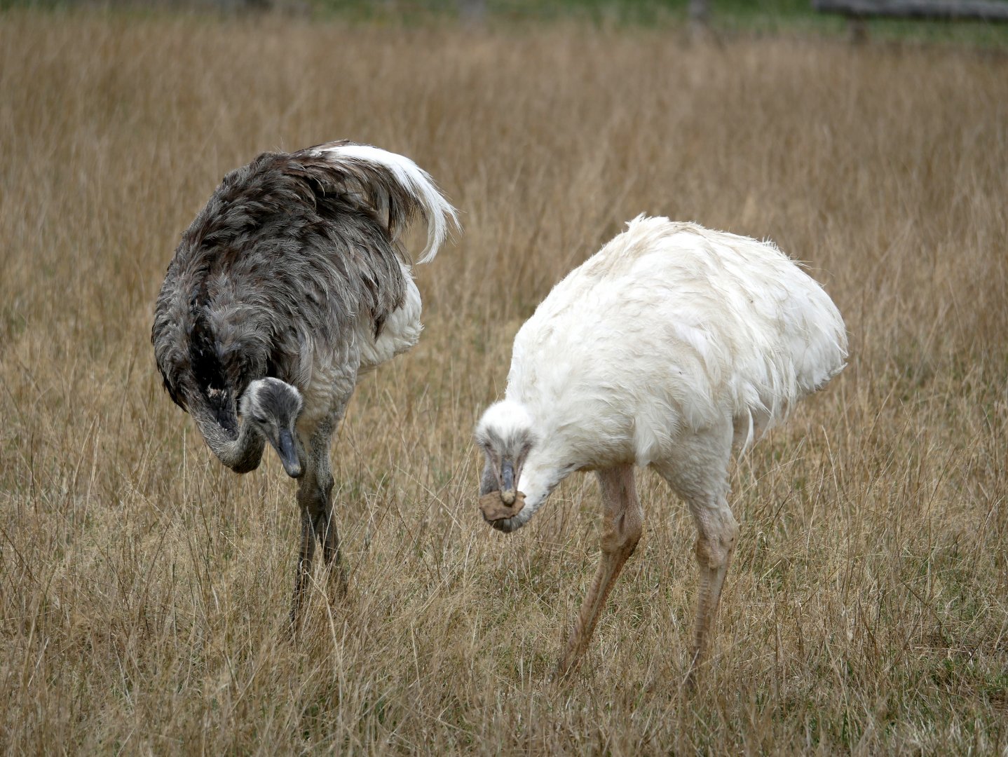 Natural Parc - greater rhea (Rhea americana)