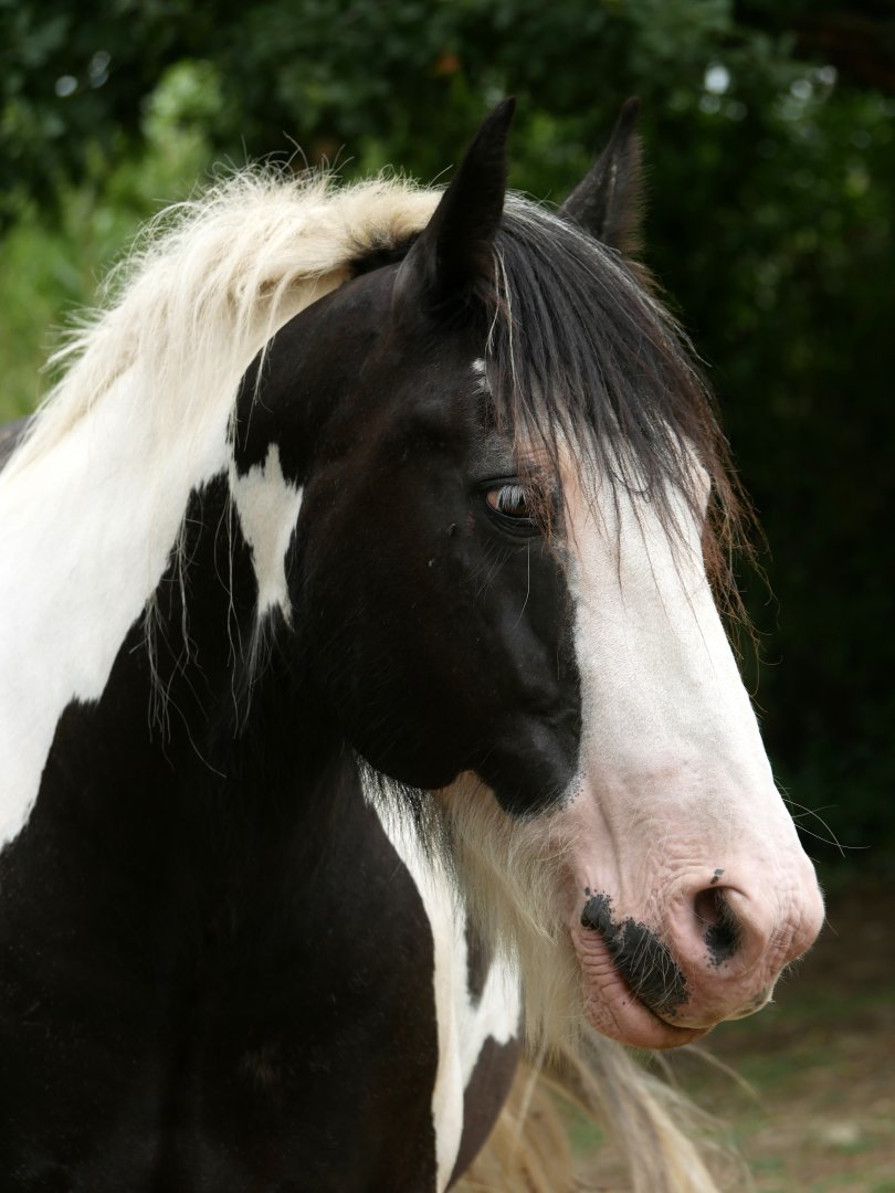 Natural Parc - Gypsy cob (Equus caballus)