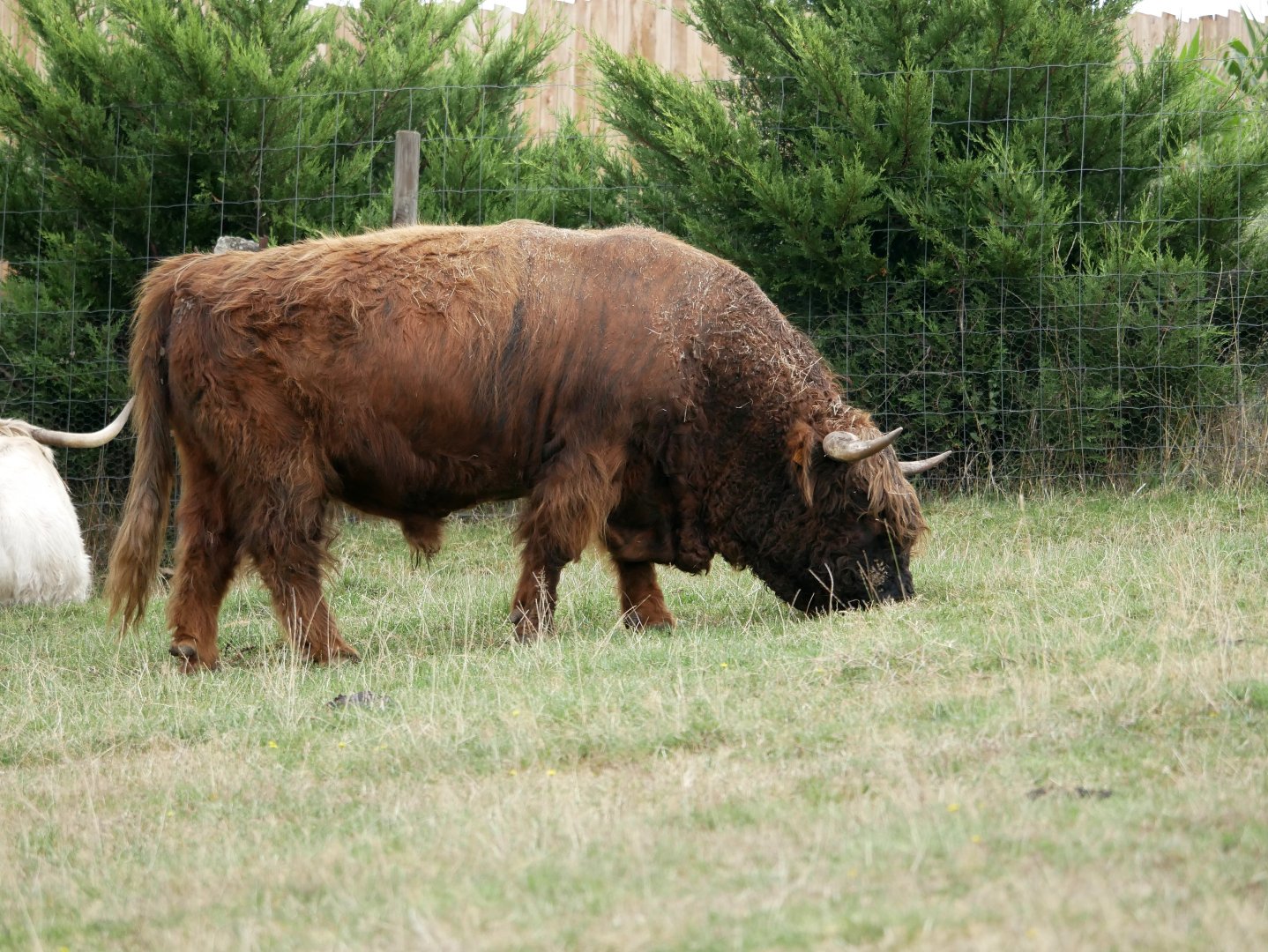 Natural Parc - Highland cattle (Bos taurus)