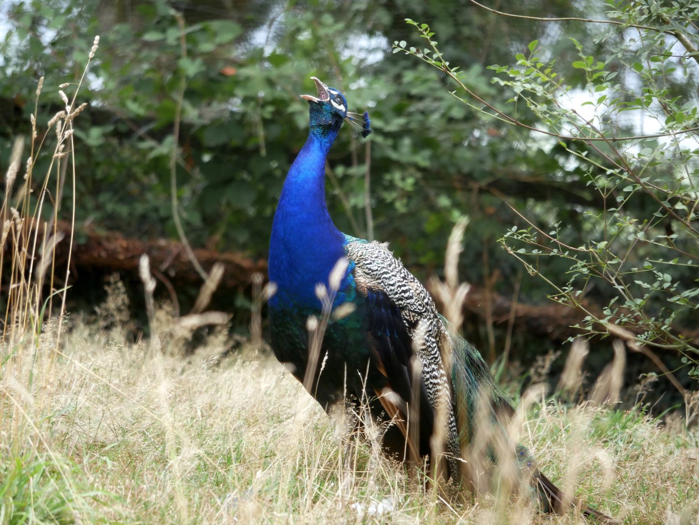 Natural Parc - Indian peafowl (Pavo cristatus)