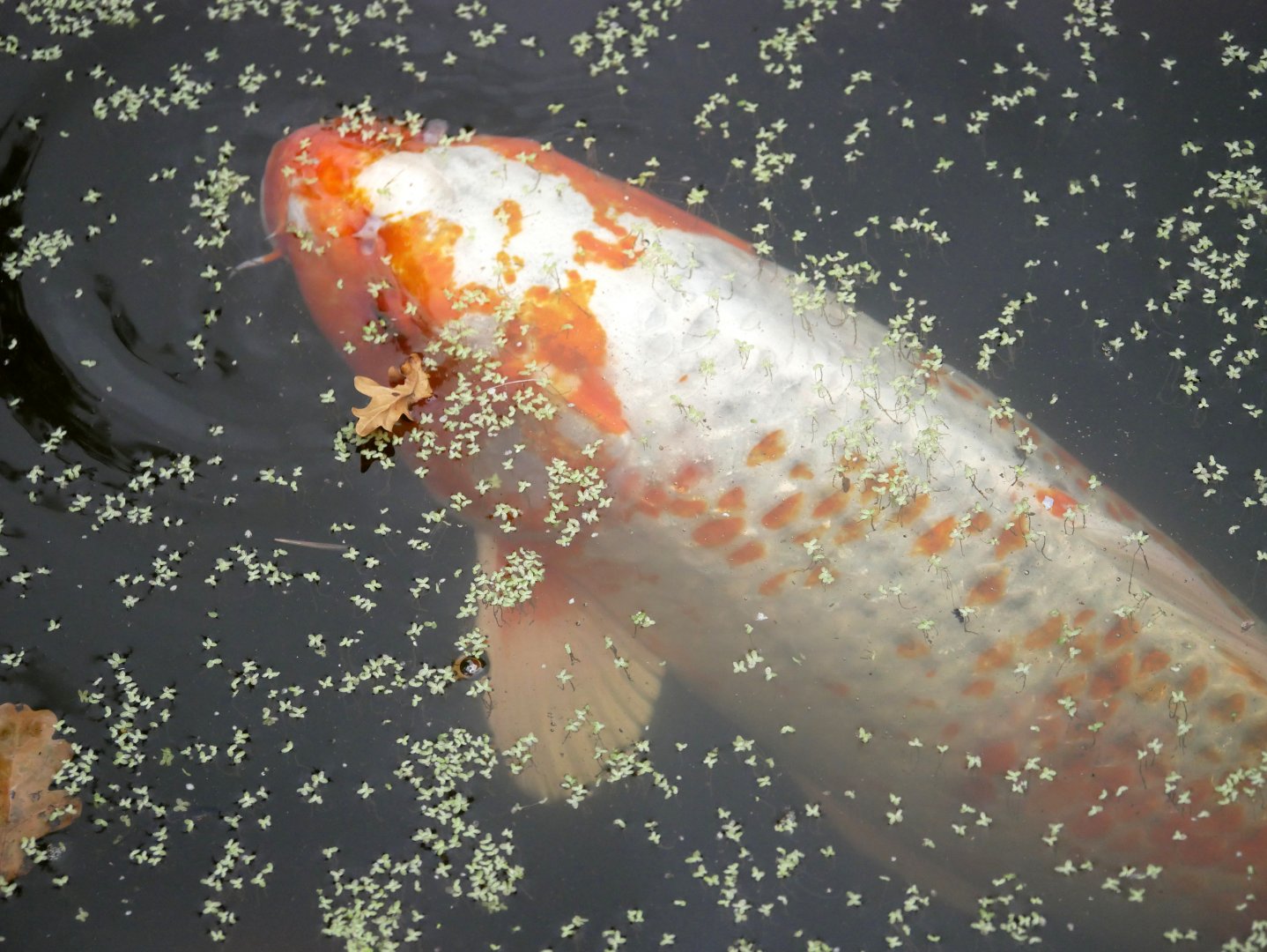 Natural Parc - koi (Cyprinus sp.)