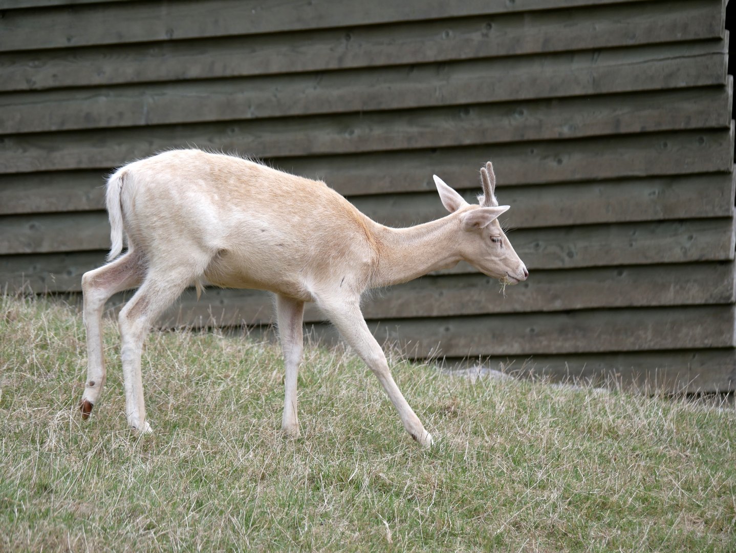 Natural Parc - leucistic European fallow deer (Dama dama)