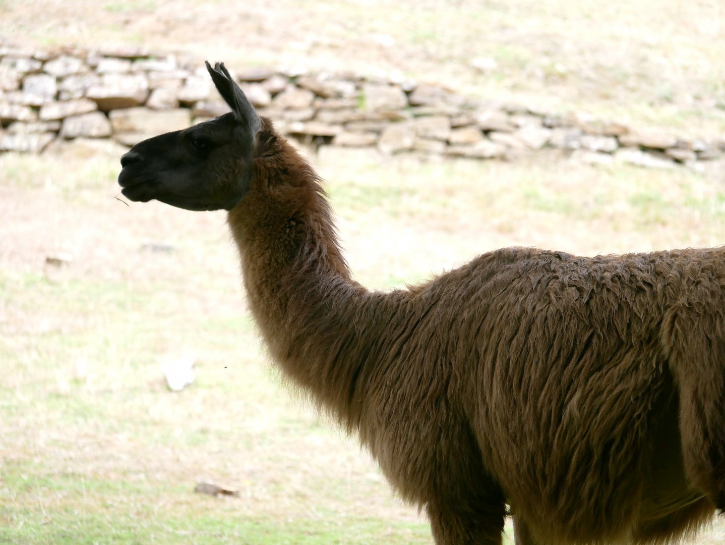Natural Parc - llama (Lama glama)