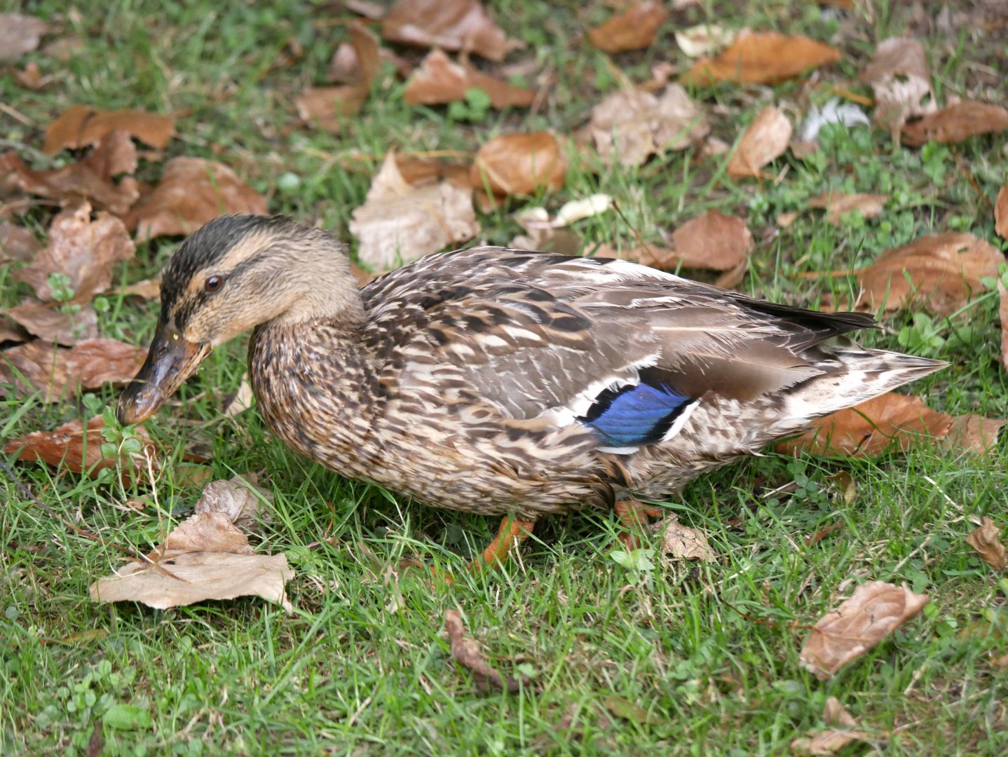 Natural Parc - mallard (Anas platyrhynchos)