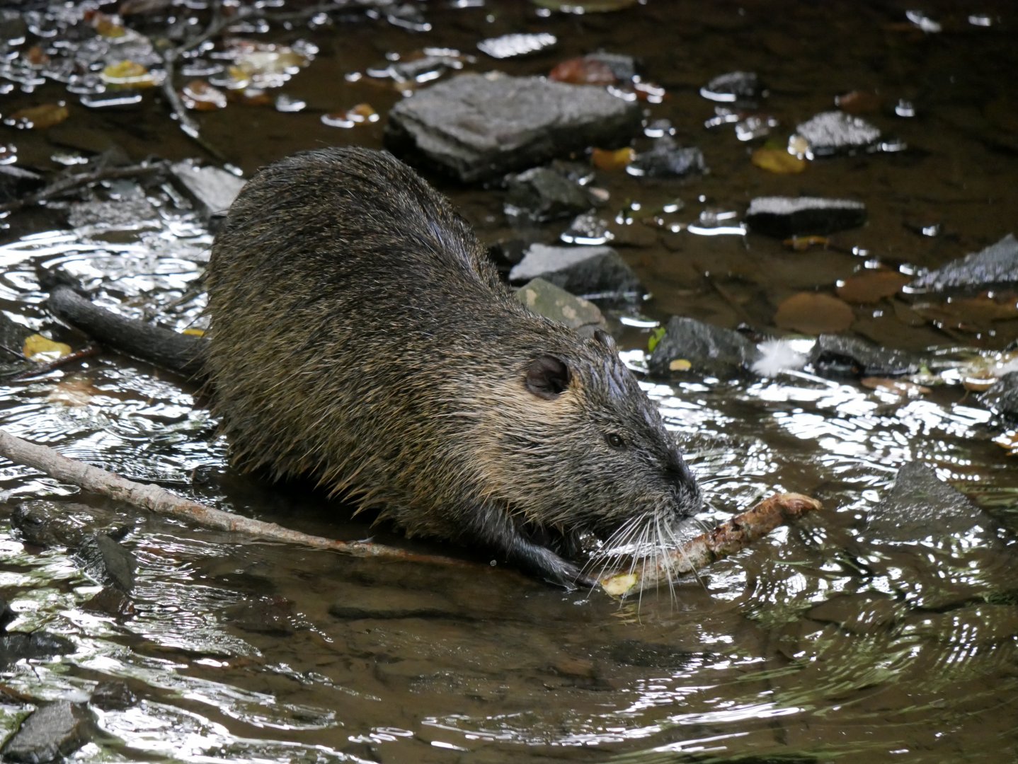 Natural Parc - nutria (Myocastor coypus)