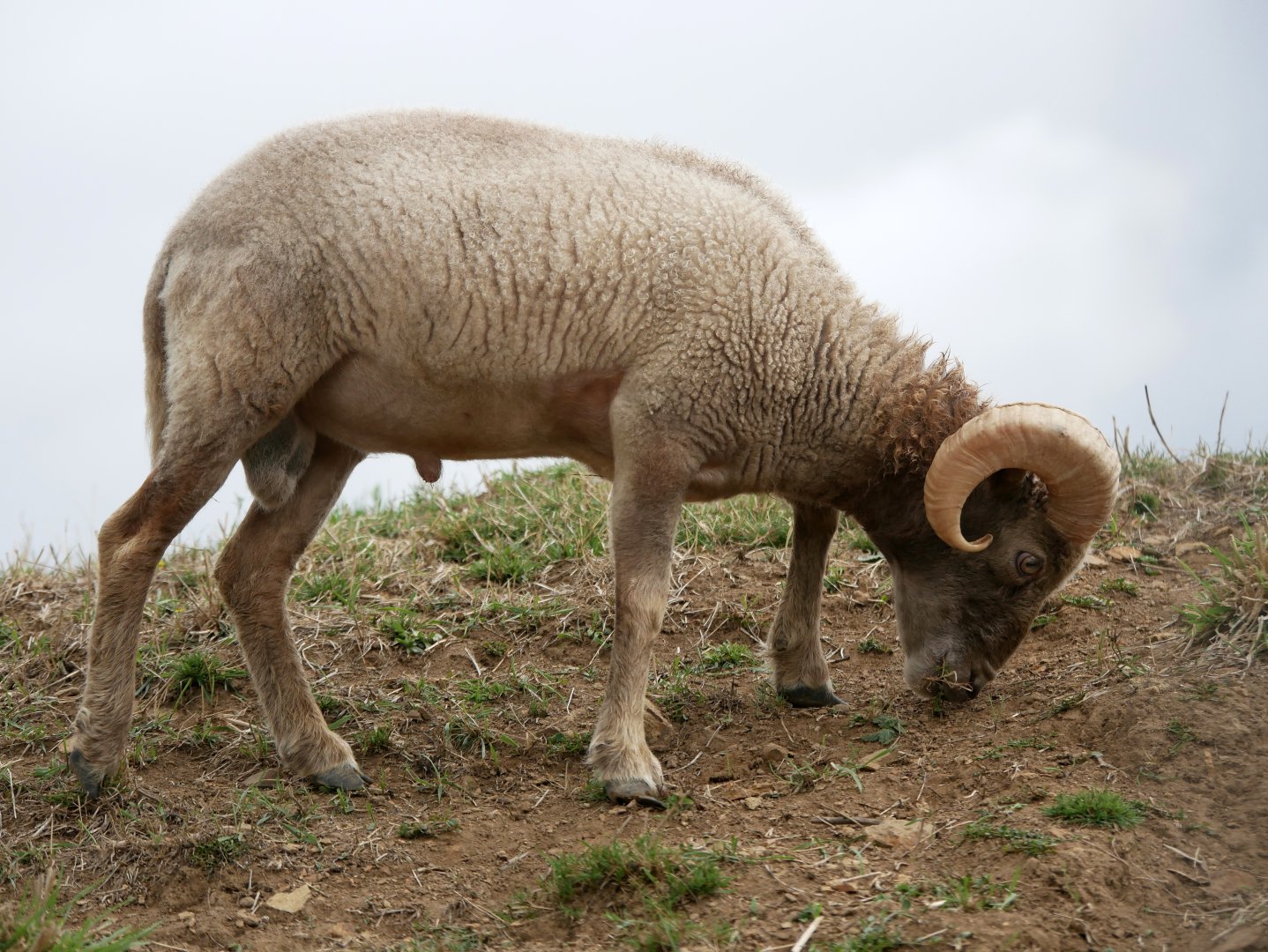 Natural Parc - Ouessant sheep (Ovis aries)