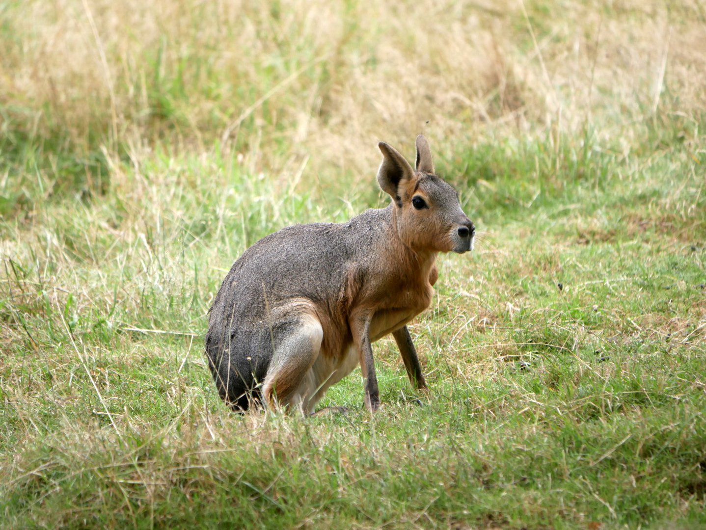 Natural Parc - Patagonian mara (Dolichotis patagonum)