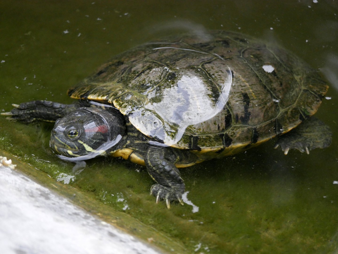 Natural Parc - red-eared terrapin (Trachemys scripta elegans)