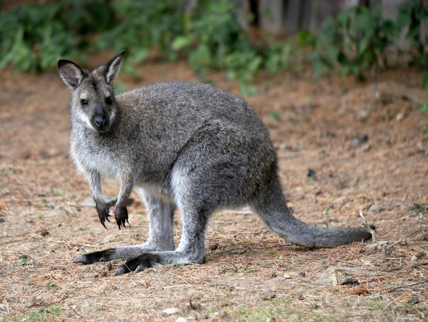 Natural Parc - red-necked wallaby (Notamacropus rufogriseus)