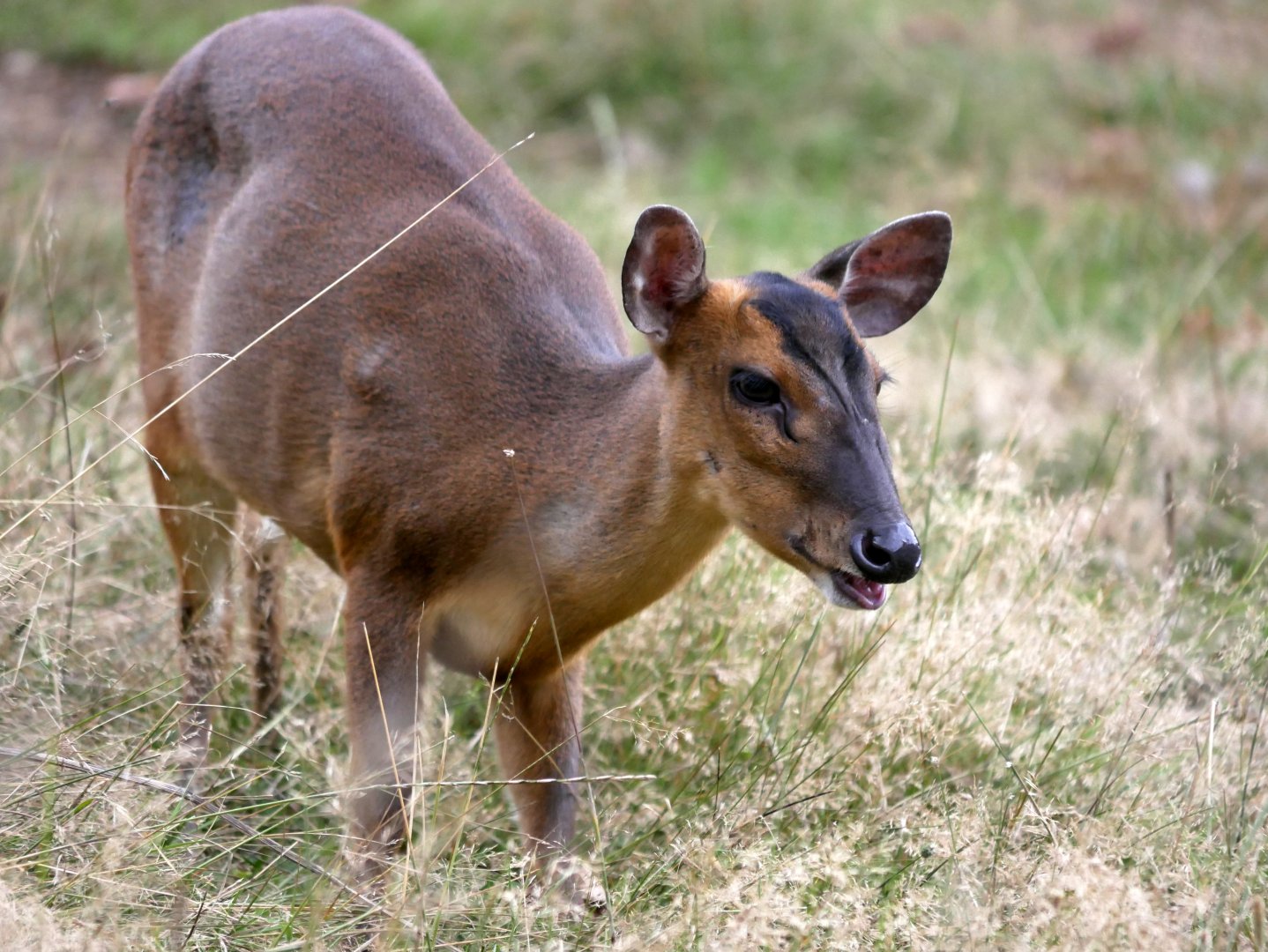Natural Parc - Reeves's muntjac (Muntiacus reevesi)