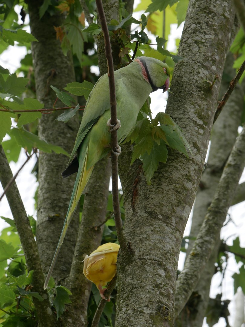 Natural Parc - rose-ringed parakeet (Psittacula krameri)