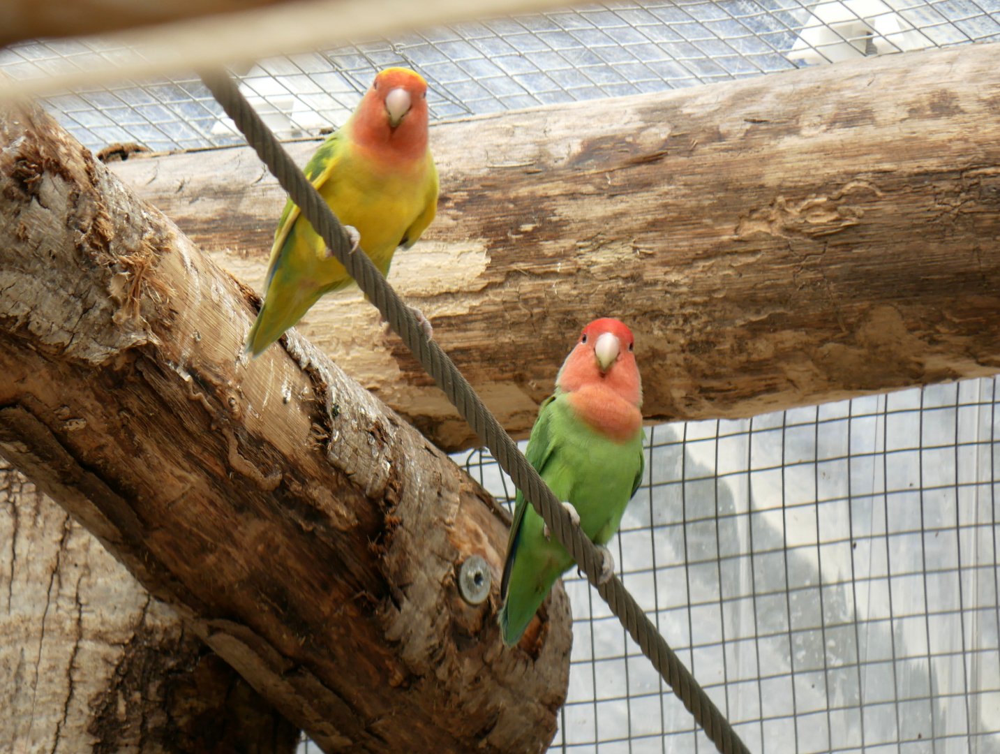 Natural Parc - rosy-faced lovebird (Agapornis roseicollis)