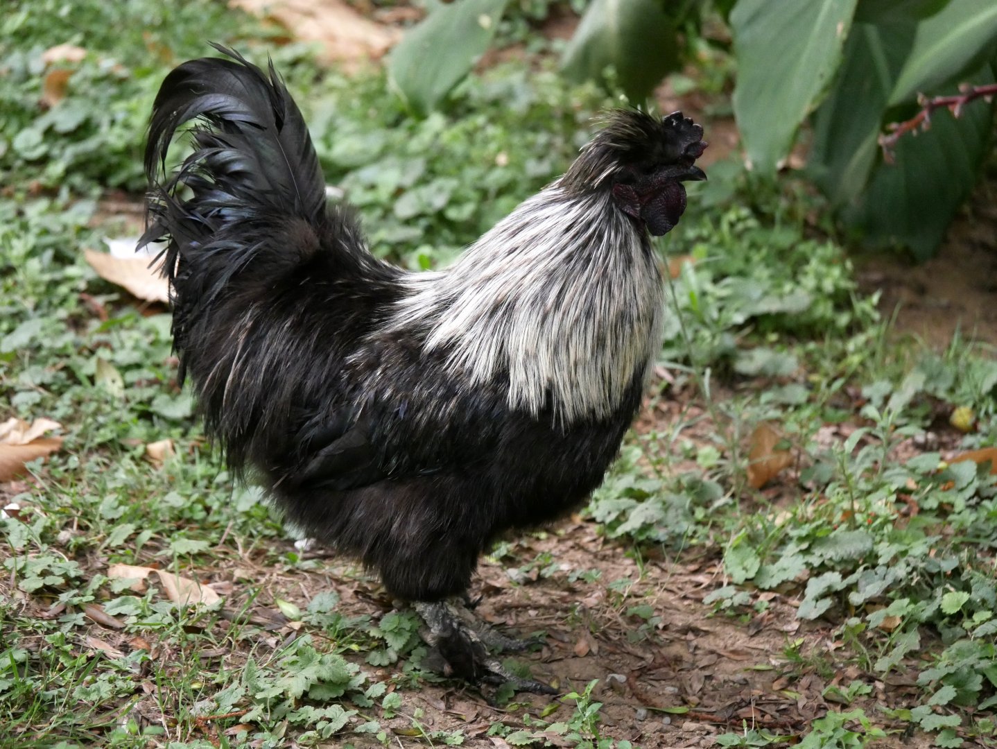 Natural Parc - silkie chicken (Gallus gallus domesticus)