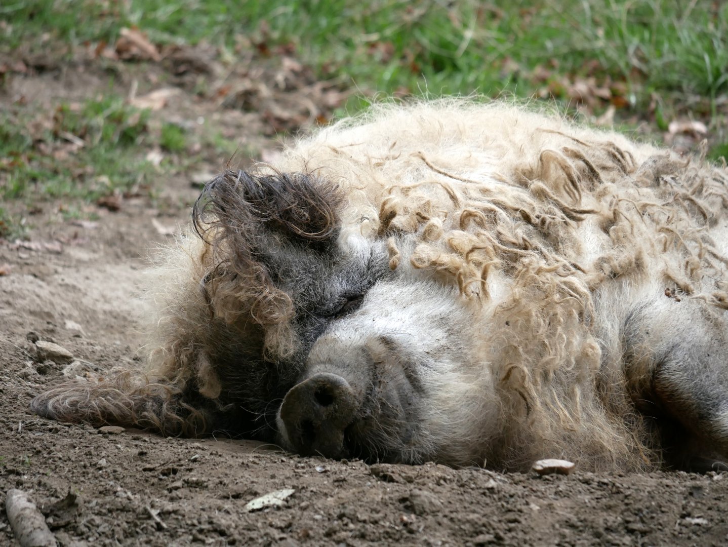 Natural Parc - wooly pig (Sus domesticus)