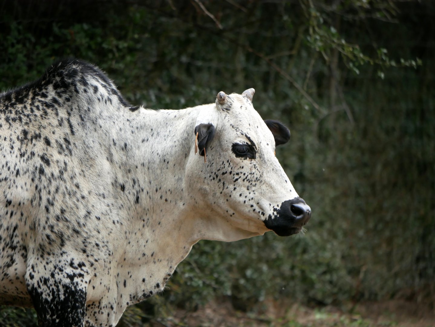 Natural Parc - zebu (Bos taurus indicus)
