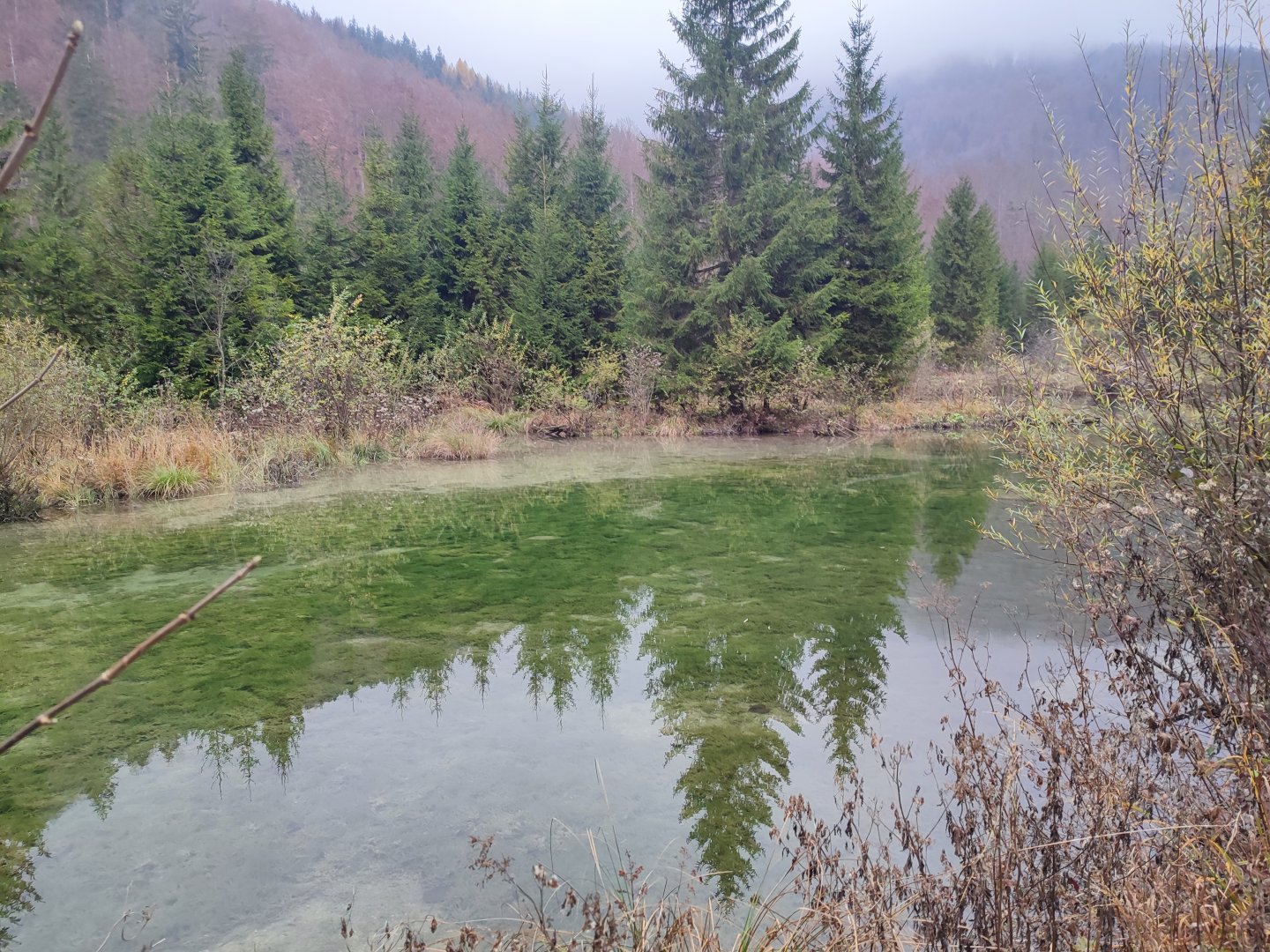 Natural pond / beaver enclosure - Wildpark Grünau/Cumberland