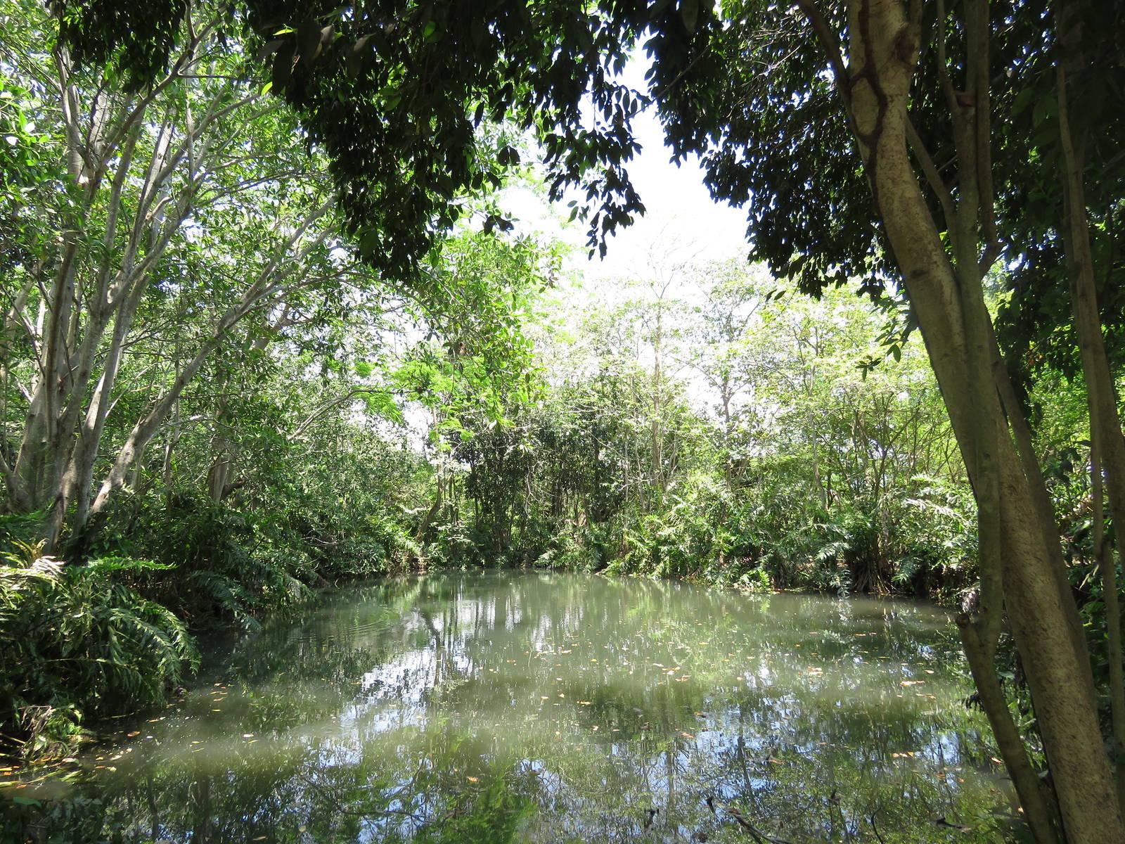 Natural Pond