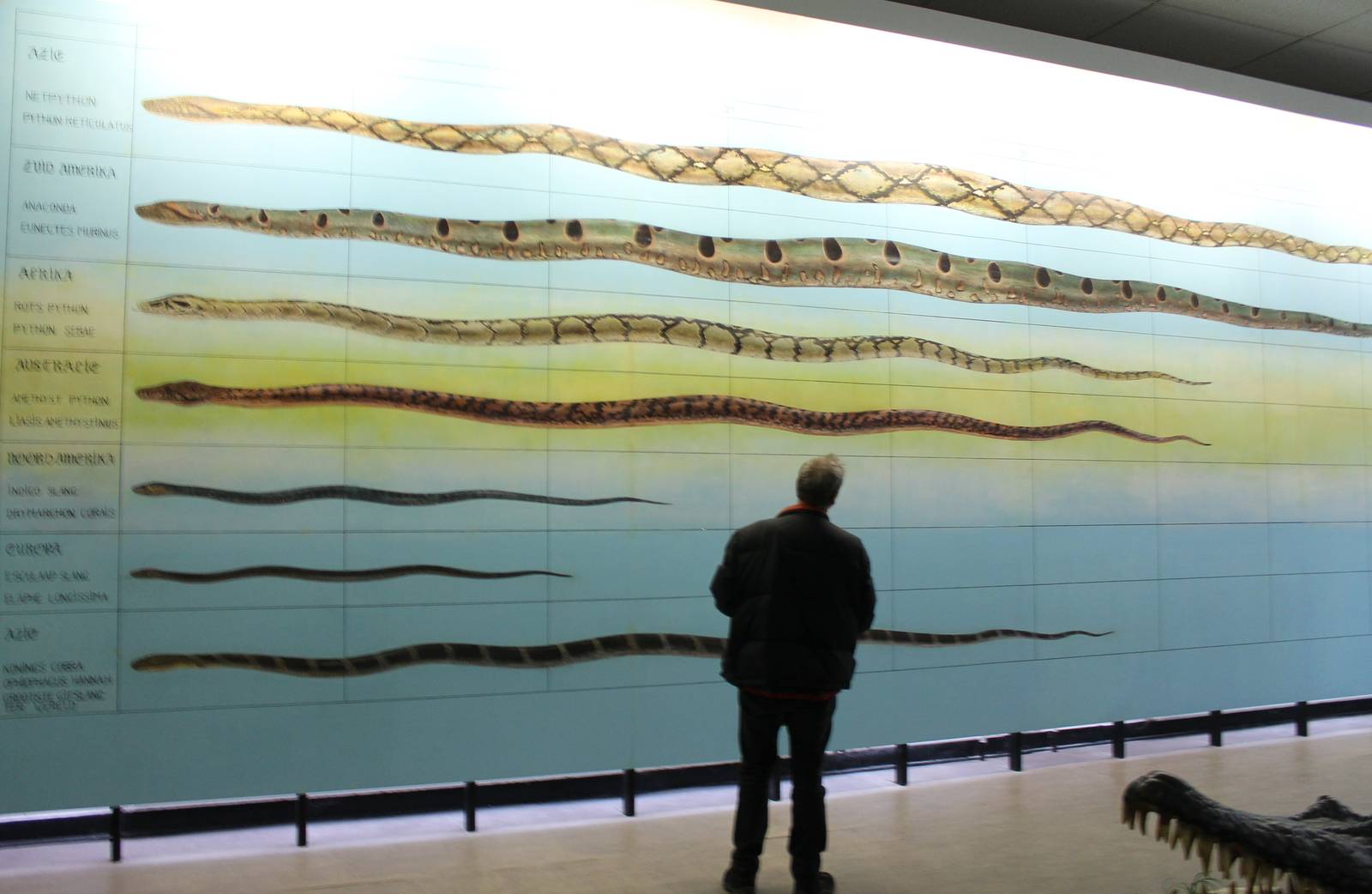 Natural scaled giant snakes and natural scaled vogelcommando