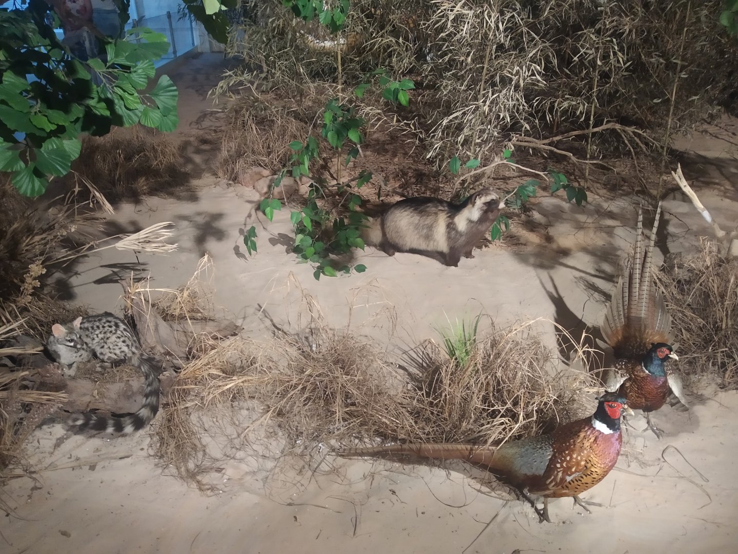 Natural Science Museum