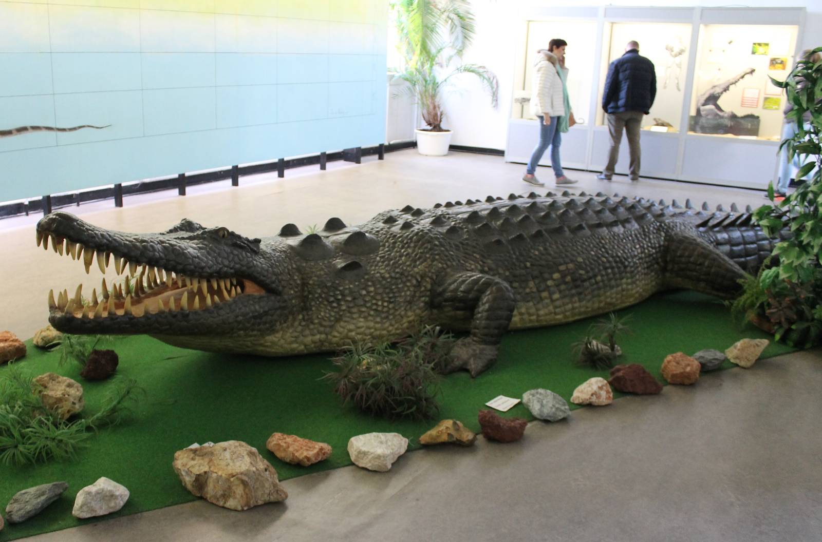 Natural-sized Saltwater crocodile dummy