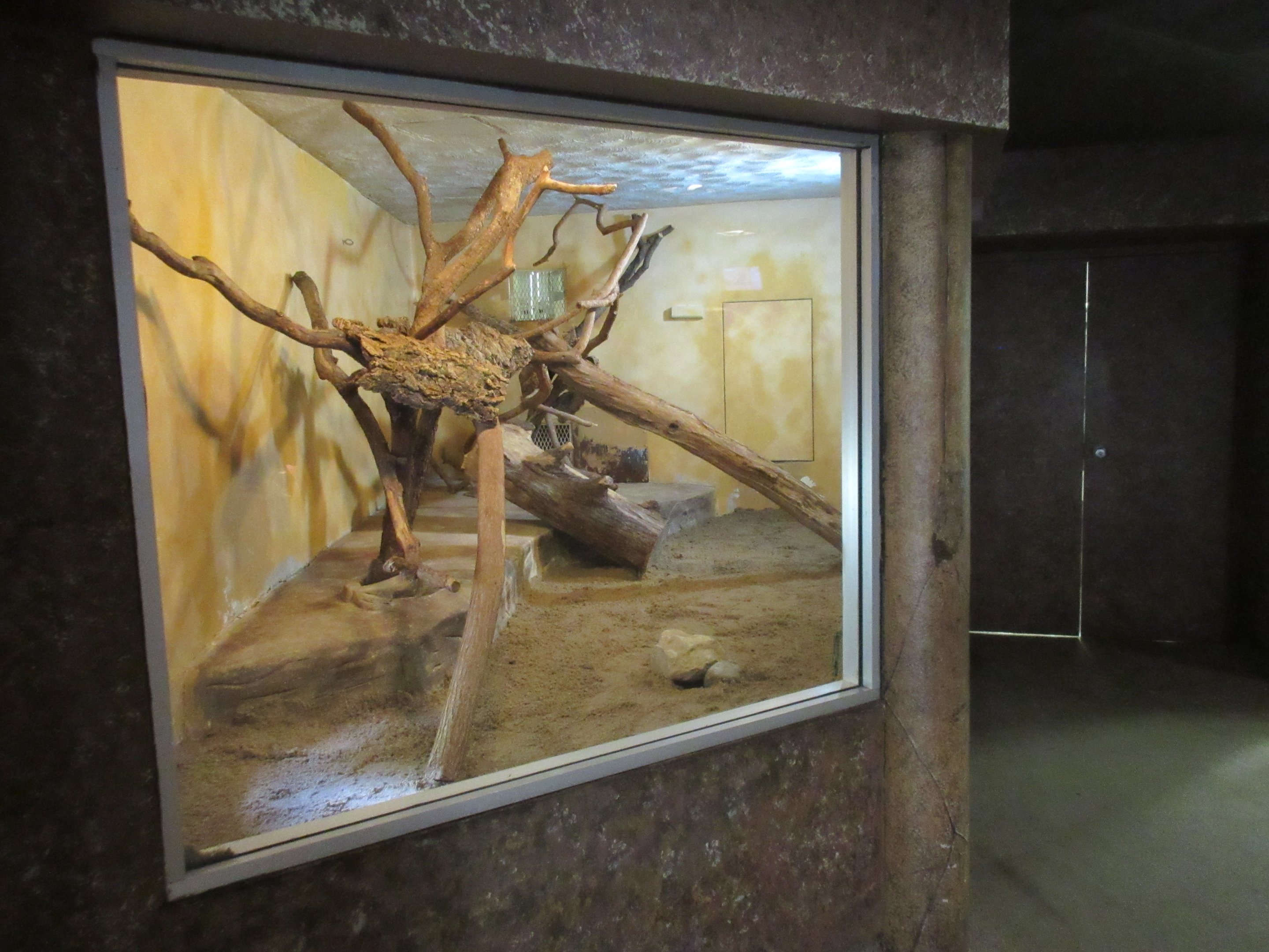 Natural Treasures - Black-footed Cat Indoor Exhibit