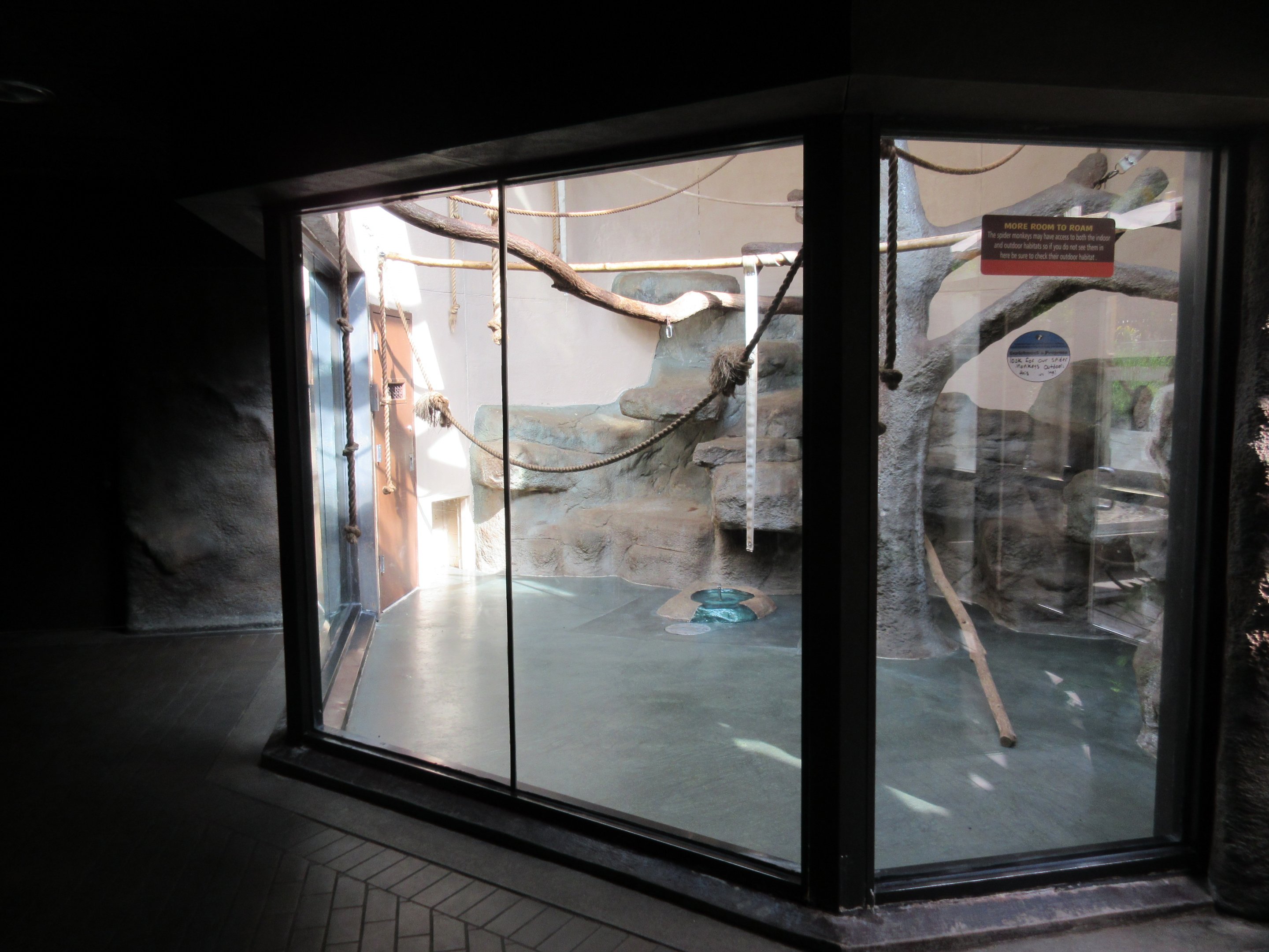 Natural Treasures - Black-handed Spider Monkey Indoor Exhibit