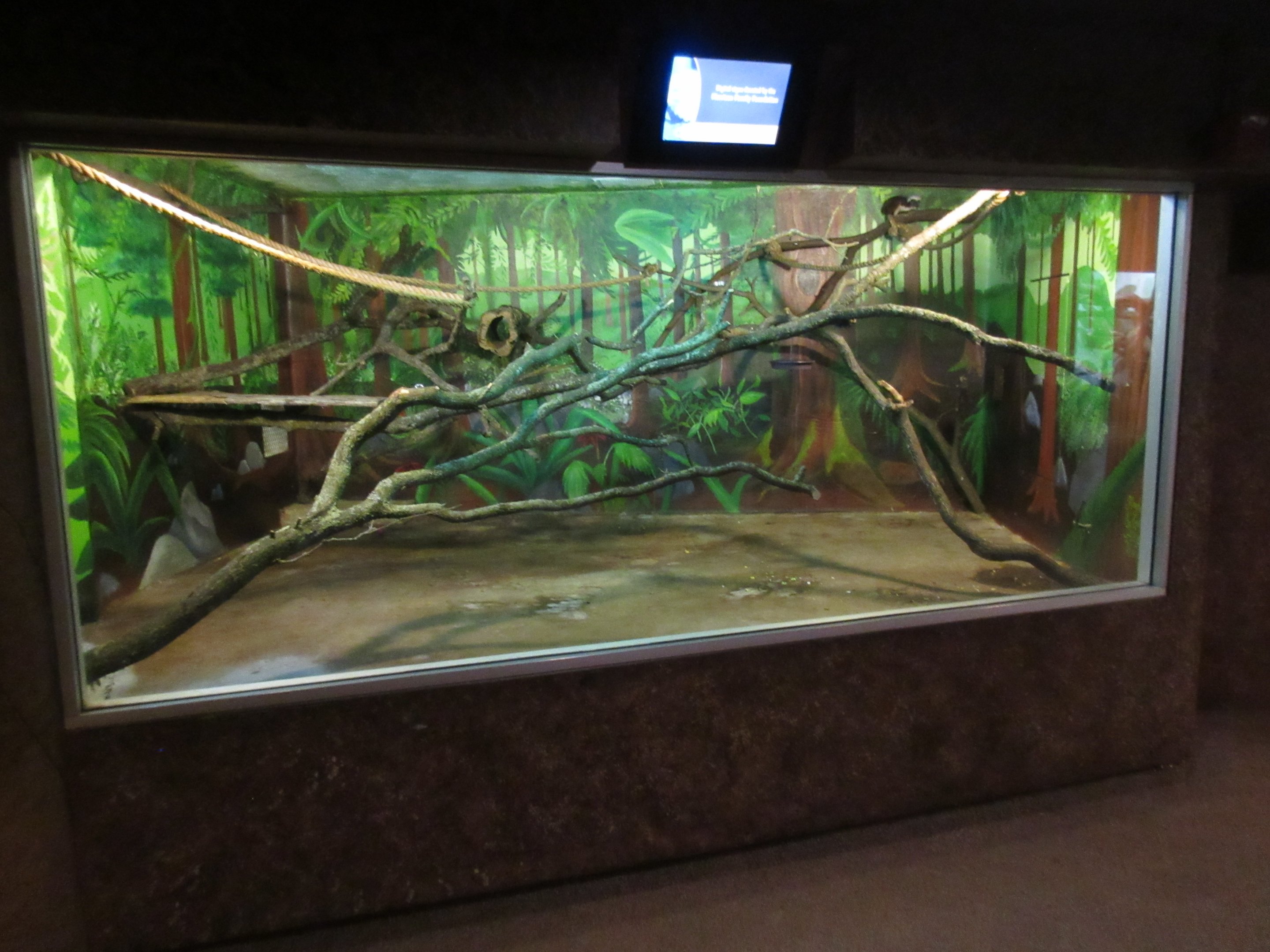 Natural Treasures - Cotton-top Tamarin Exhibit