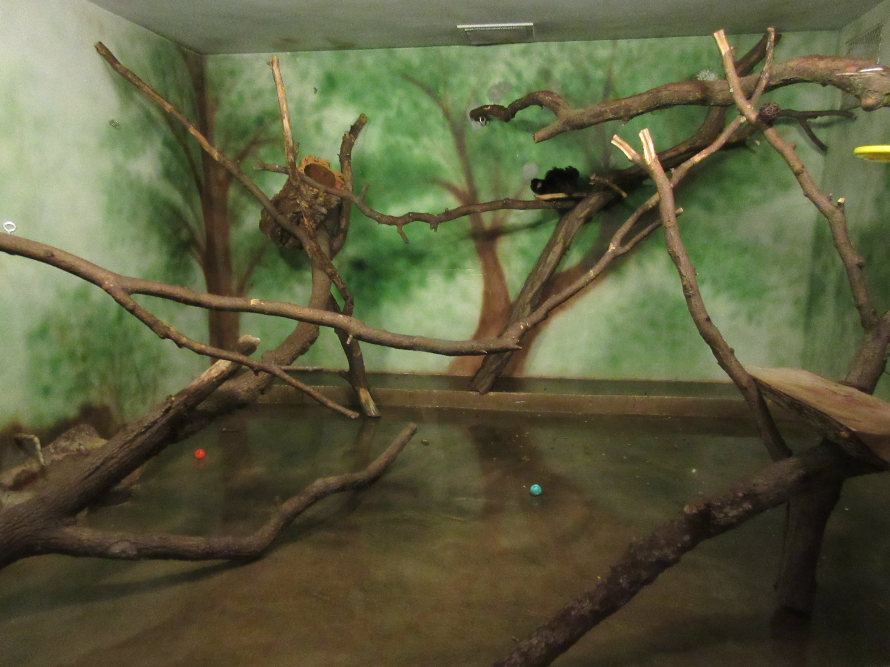 Natural Treasures - Goeldi's Monkey Exhibit