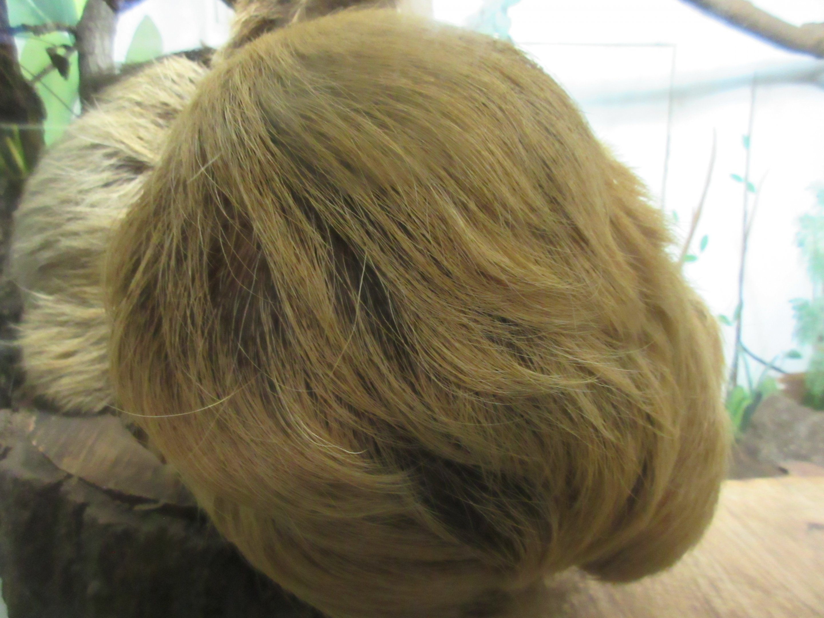 Natural Treasures - Trump, Is That You? (Two-toed Sloth)