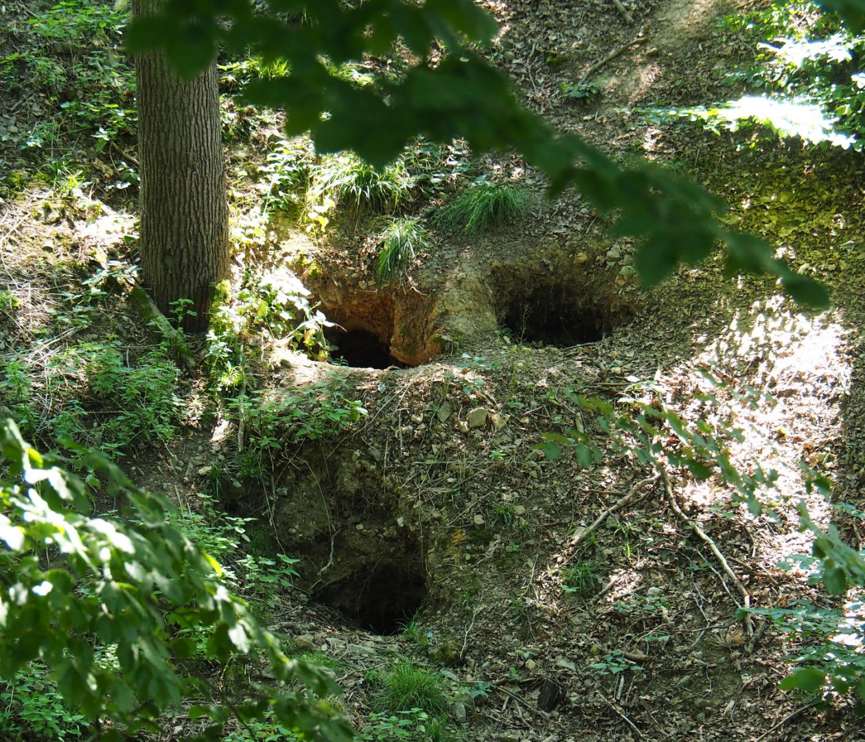 Natural wolf dens, 2020-07-12