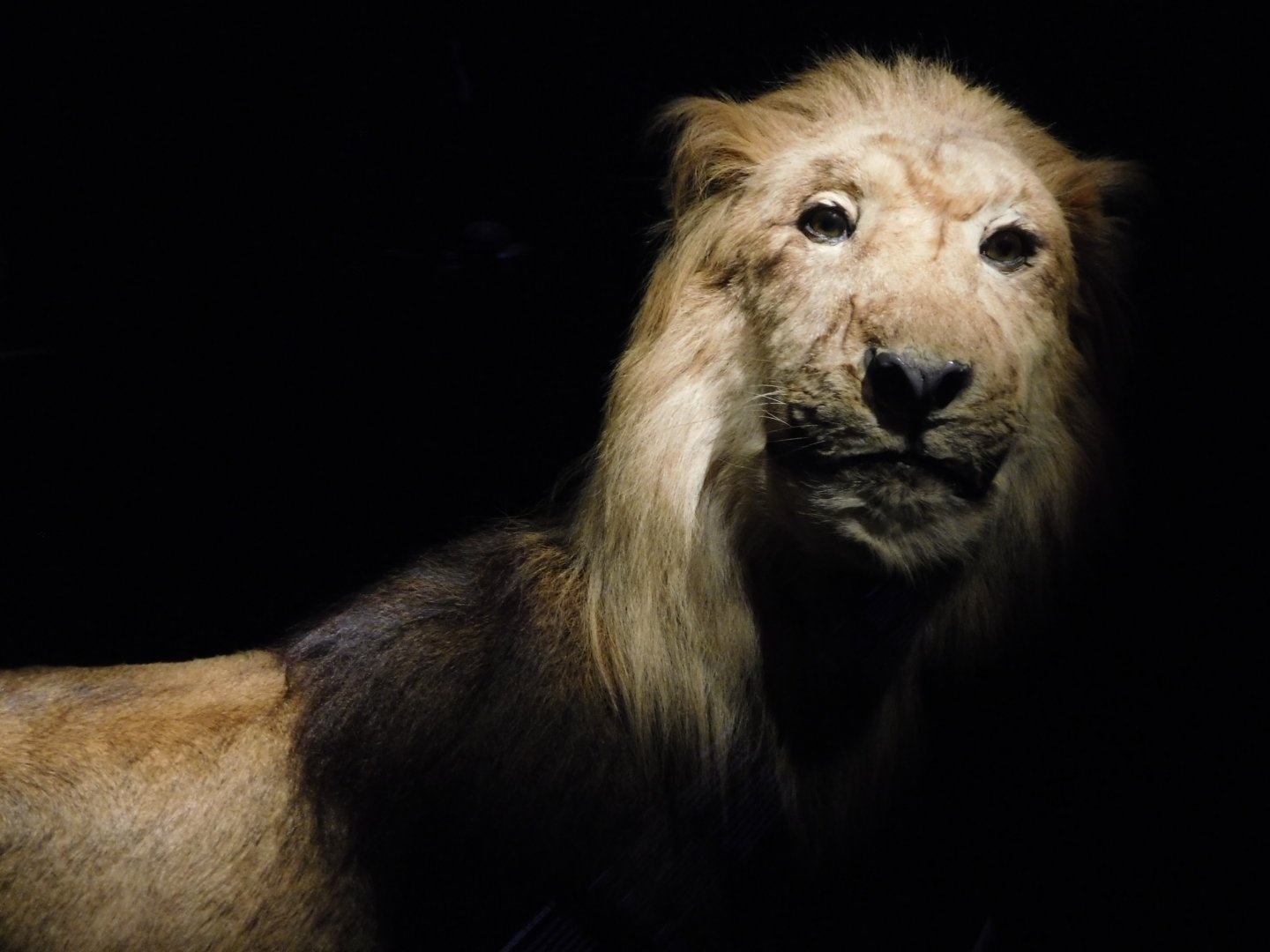 Naturalis - Cape Lion