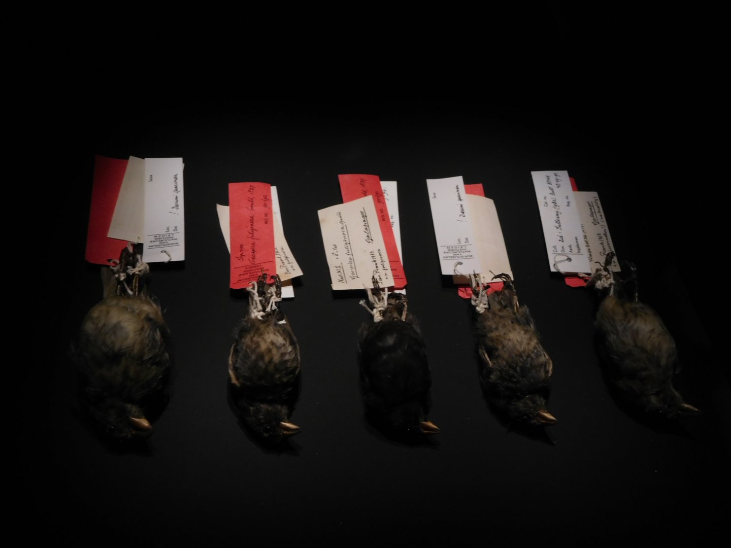 Naturalis - Five original Darwin finches