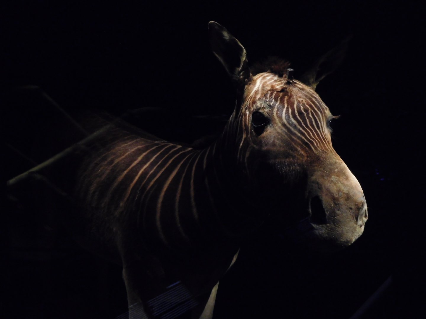 Naturalis - the last Quagga