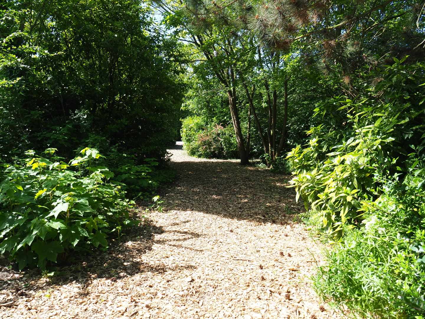 Naturalistic pathway in the park, 2019-06-01