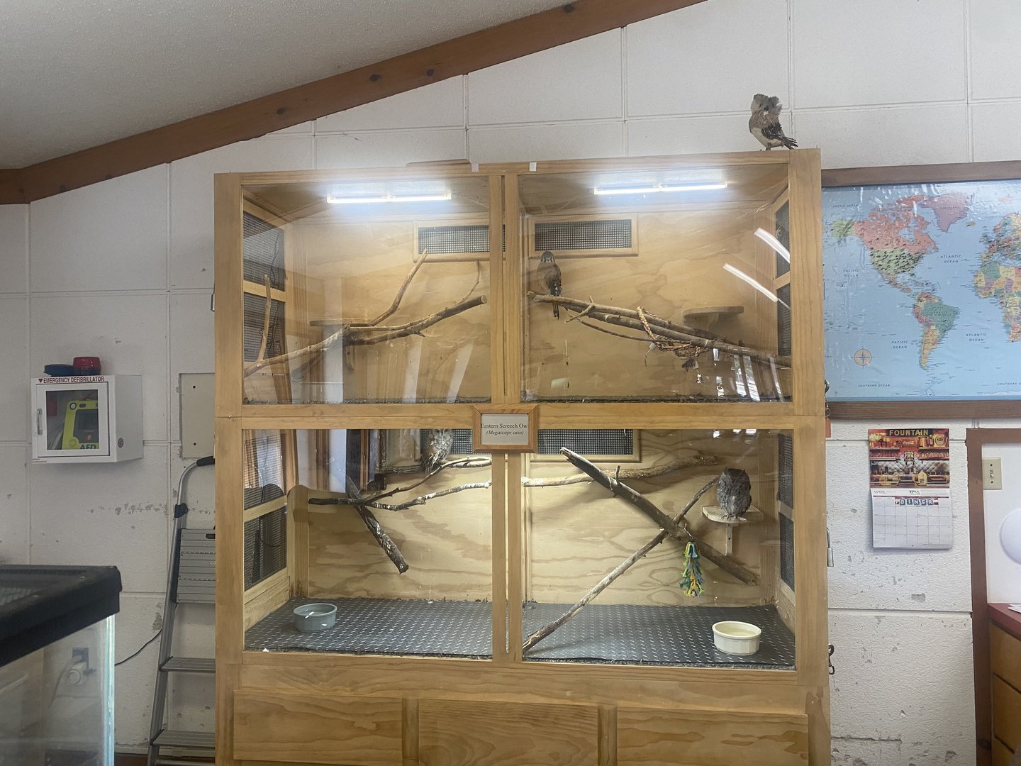 Nature Center - American Kestrel/Eastern Screech Owl/Northern Saw-Wheat Owl Exhibit