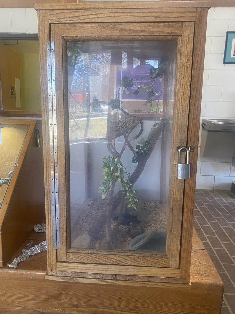 Nature Center - Black Rat Snake Terrarium