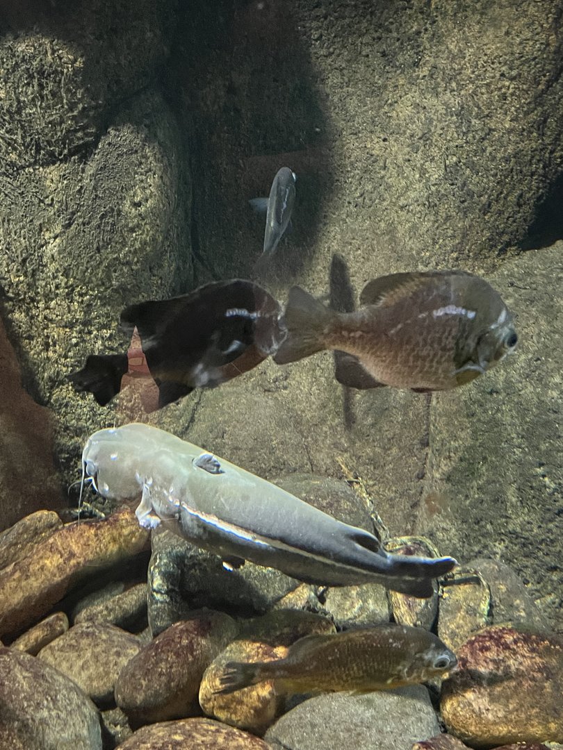 Nature Center-Bluegill and Catfish