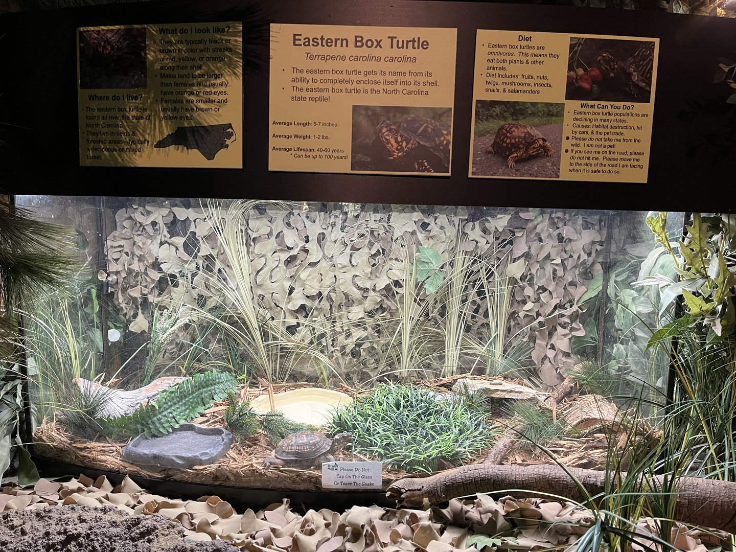 Nature Center-Box Turtle Exhibit