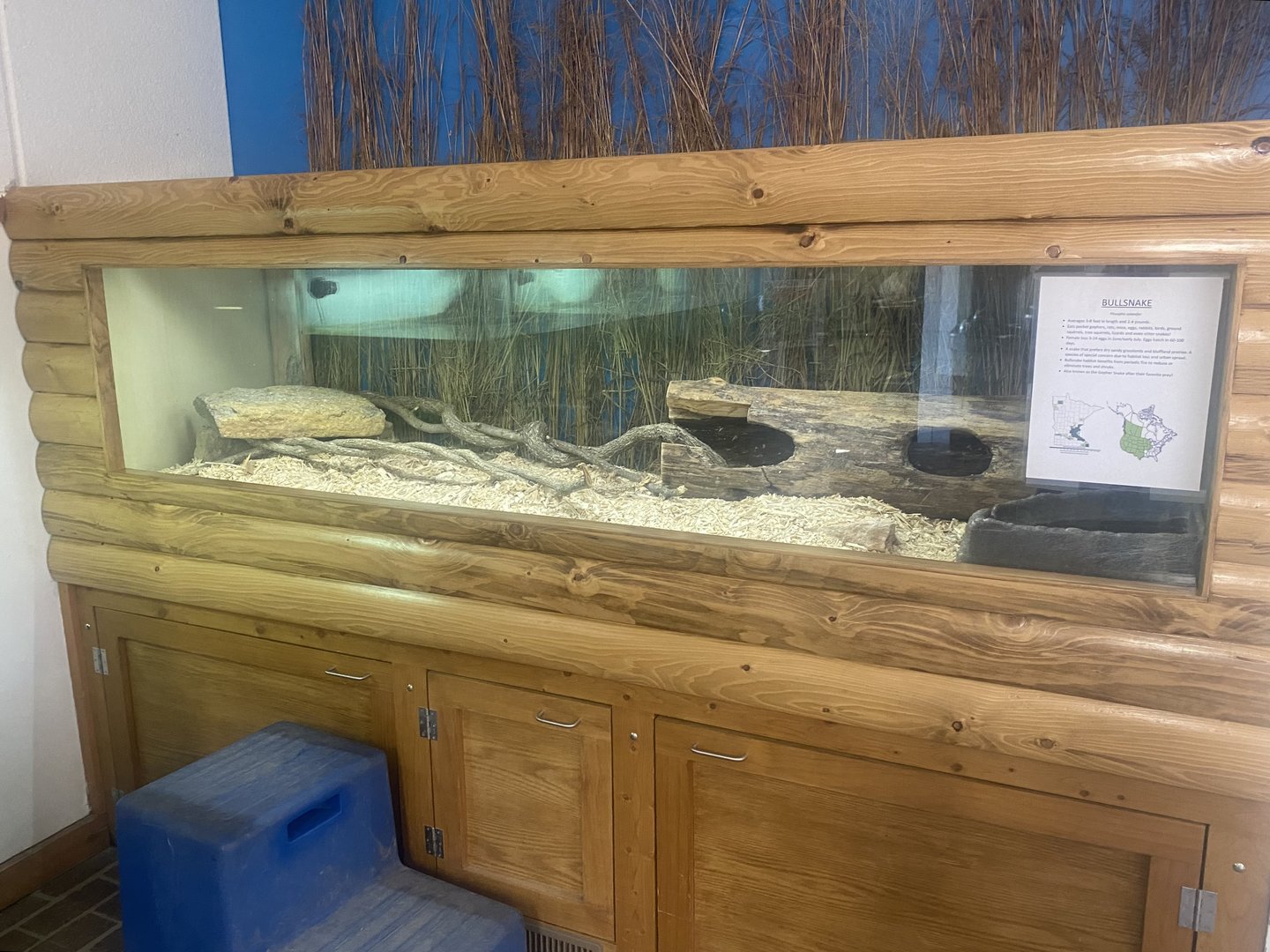 Nature Center - Bullsnake Terrarium