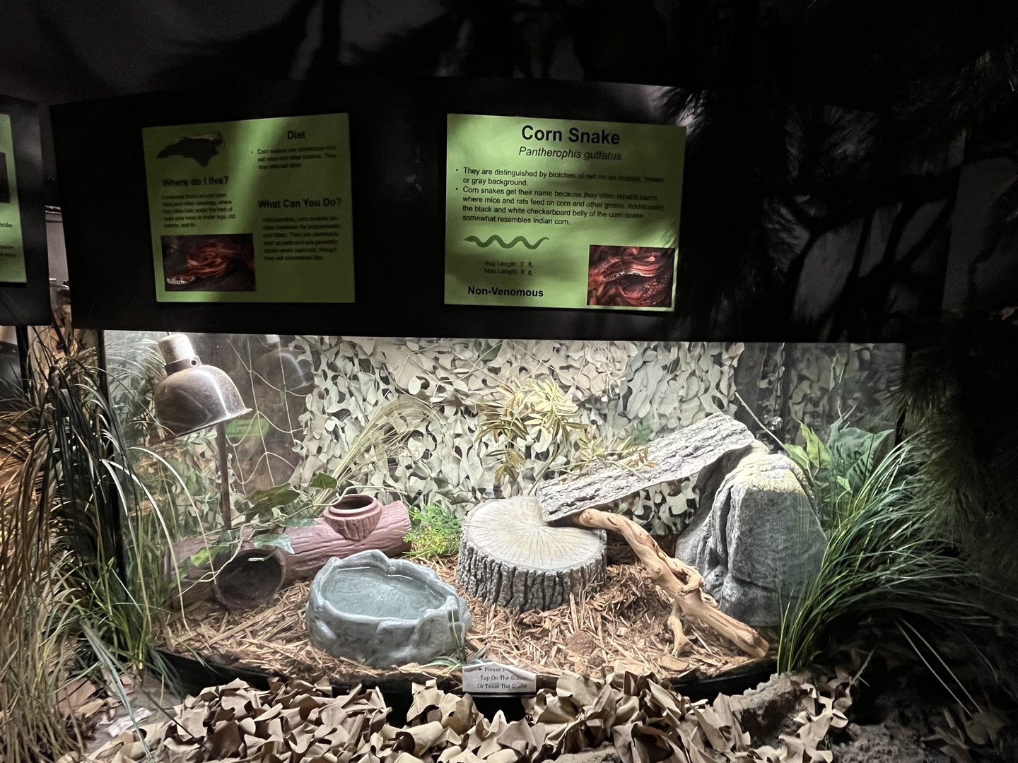 Nature Center-Corn Snake Exhibit