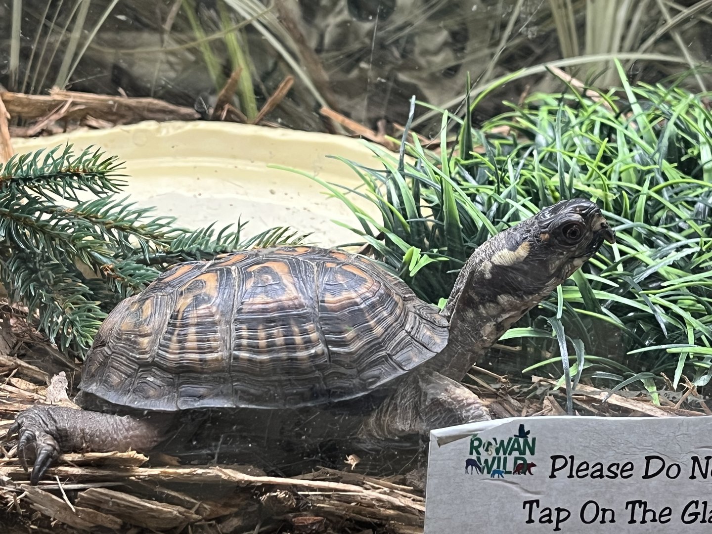 Nature Center-Eastern Box Turtle