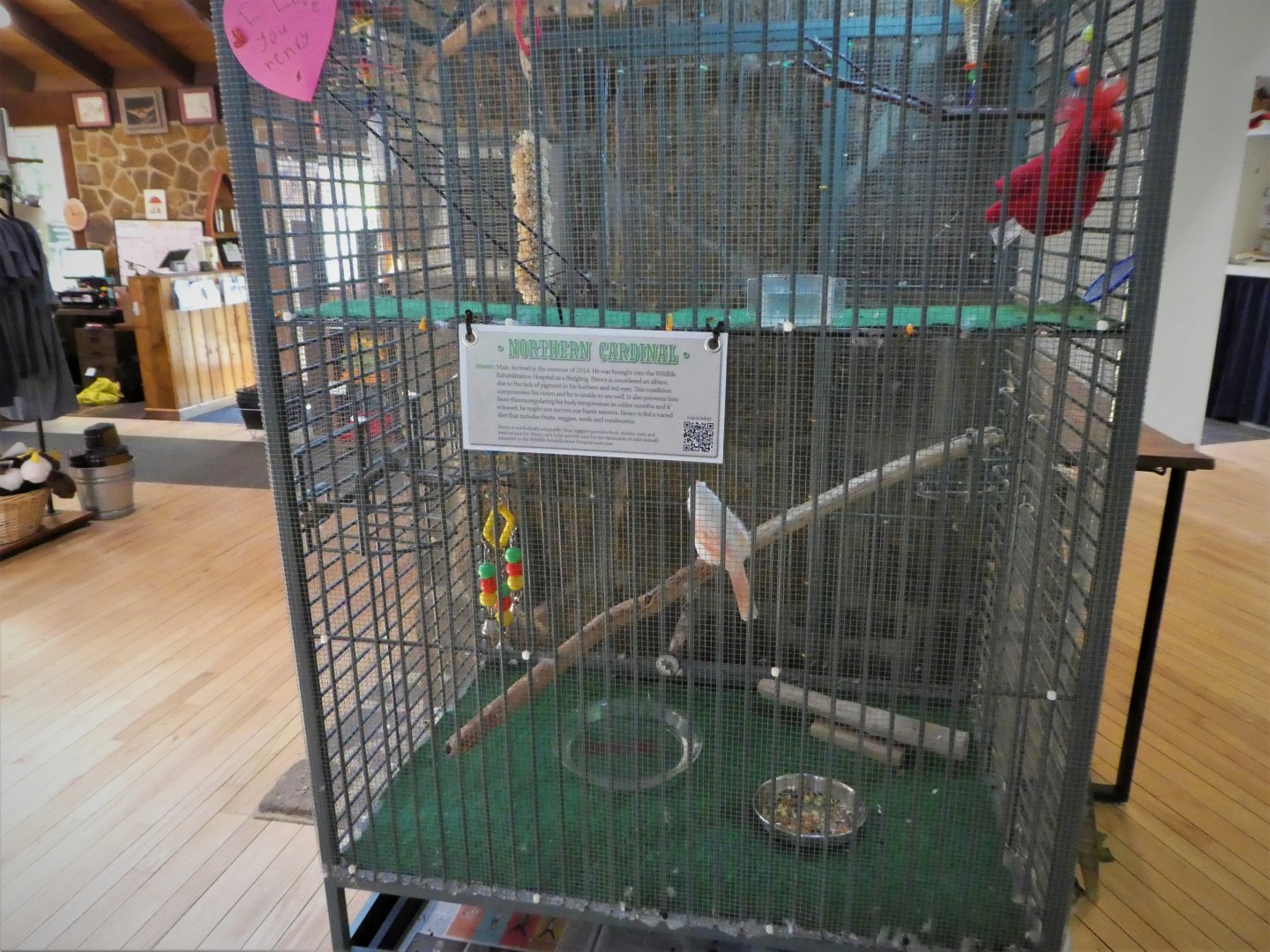 Nature Center - Eastern Cardinal Exhibit